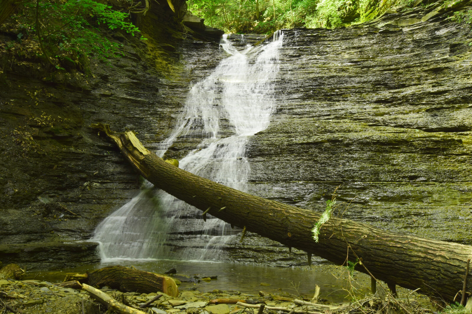 Nikon D3300 sample photo. Green, leaves, nature, rocks photography