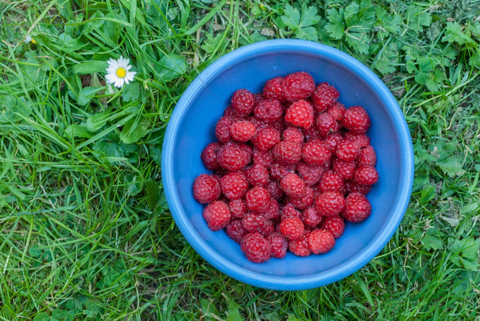 Nikon D80 sample photo. Raspberry, red fruits, fruit photography