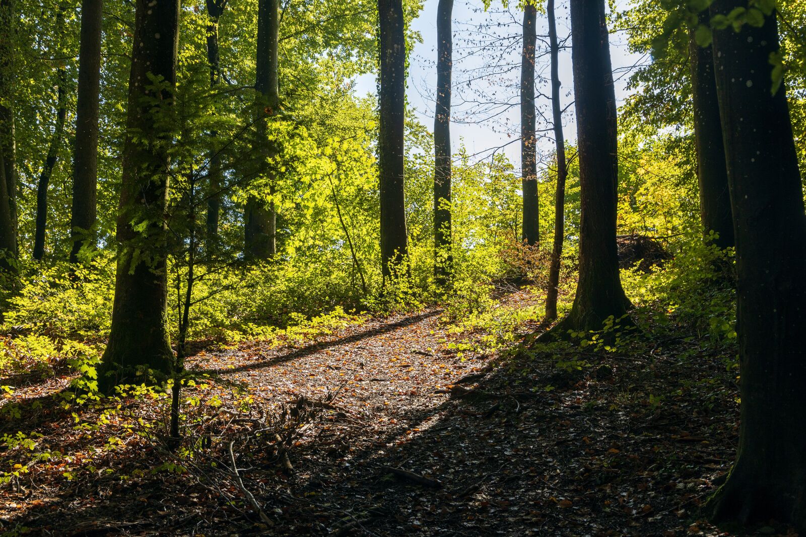 Canon EOS R sample photo. Forest, mood, nature photography