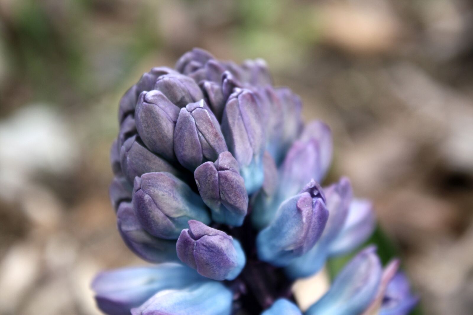 Canon EOS 450D (EOS Rebel XSi / EOS Kiss X2) sample photo. Hyacinth, flower, spring photography