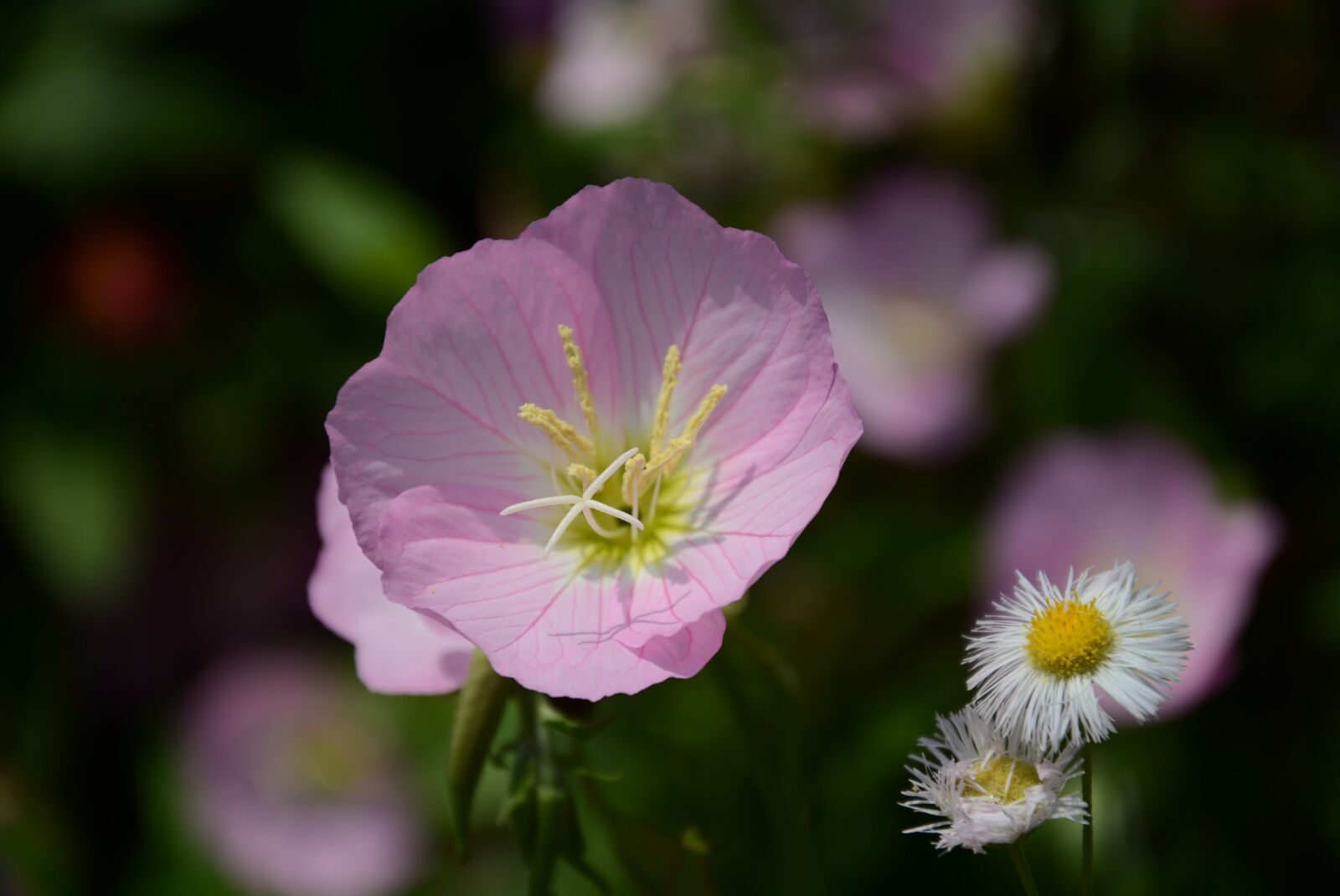 Nikon D7100 sample photo. Flower, nature, plant photography