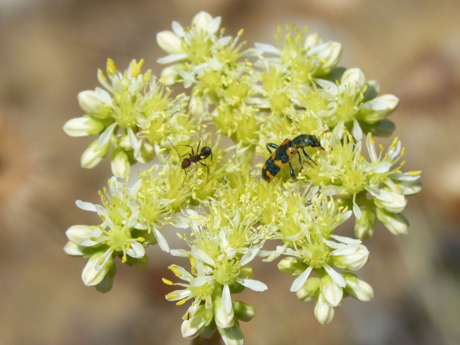 Panasonic DMC-FZ62 sample photo. Trichodes apiarius, coleoptera, beetle photography