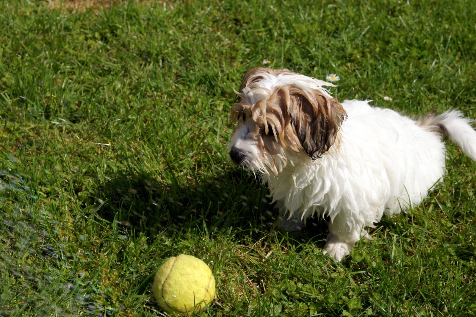 Sony Alpha DSLR-A550 sample photo. Dog, water, summer photography