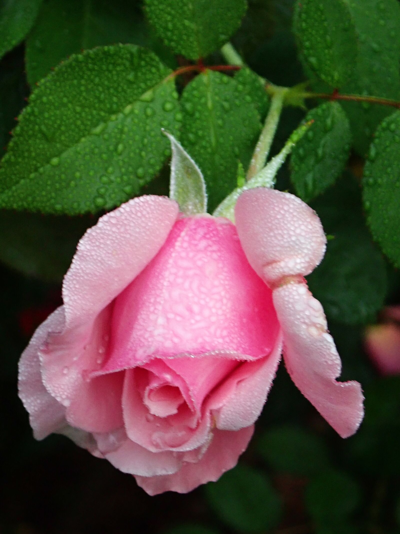 Olympus TG-5 sample photo. Flower, pink, rose photography