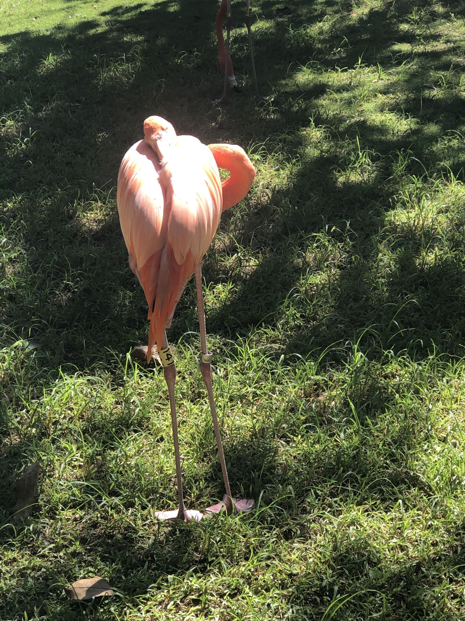 iPhone 8 Plus back dual camera 6.6mm f/2.8 sample photo. Flamingo, grass, nature photography