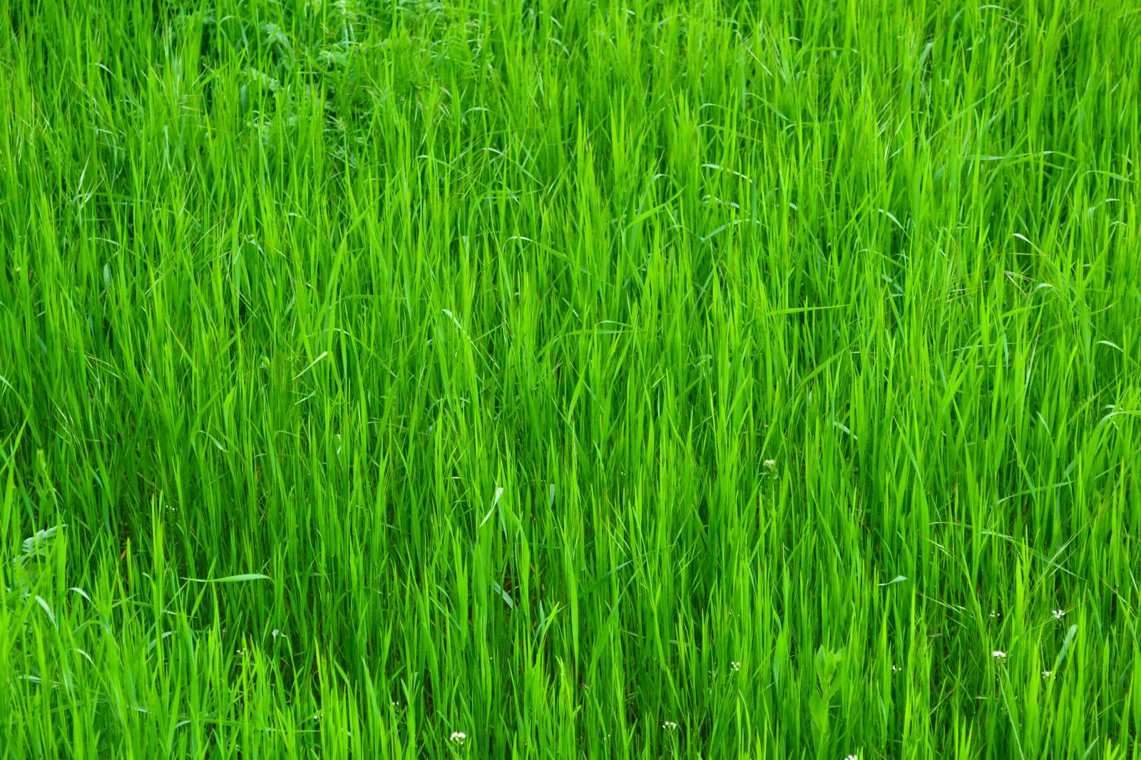 Nikon D3100 sample photo. Grass, green, nature photography