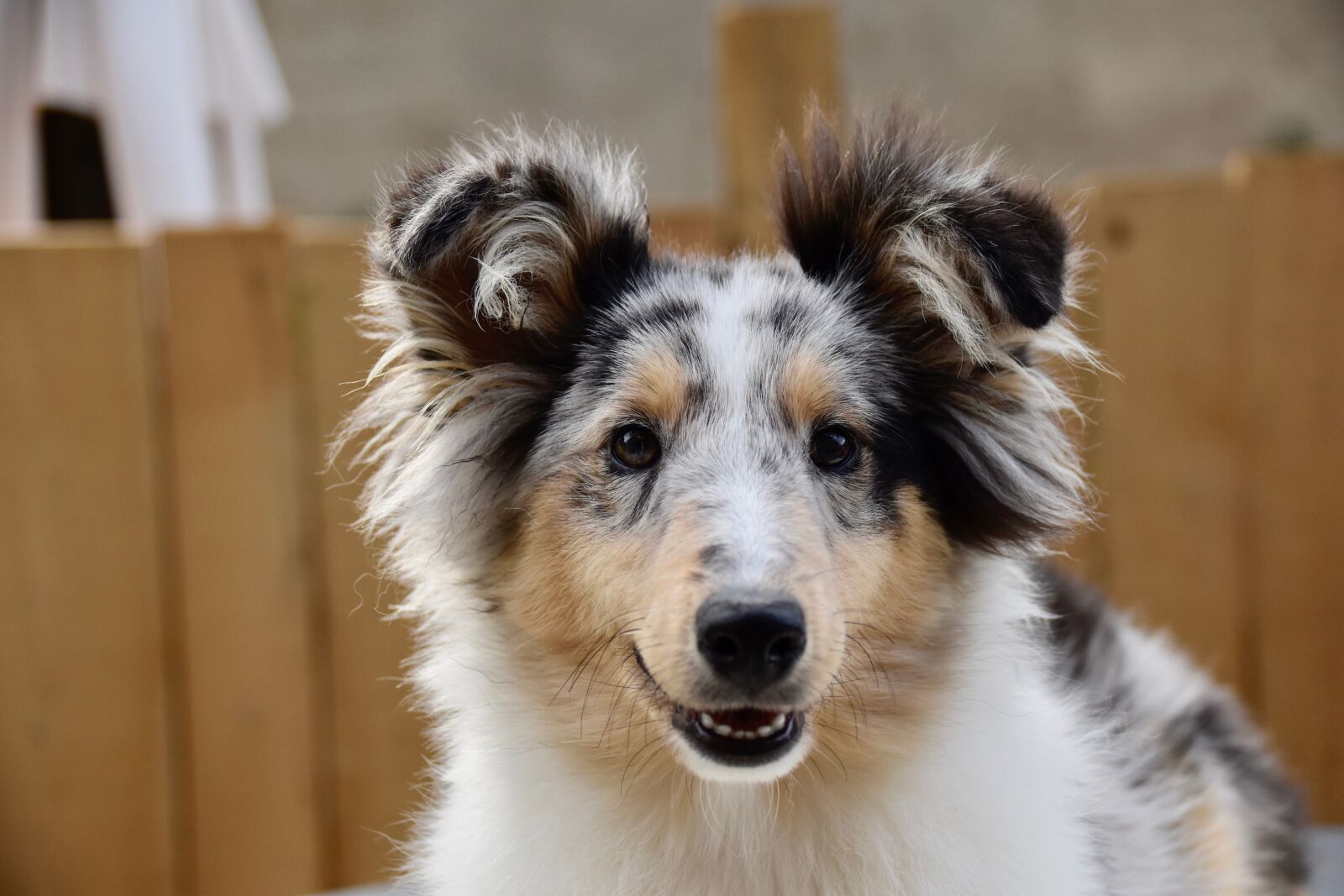 Nikon D5600 sample photo. Dog, bitch, puppy shetland photography