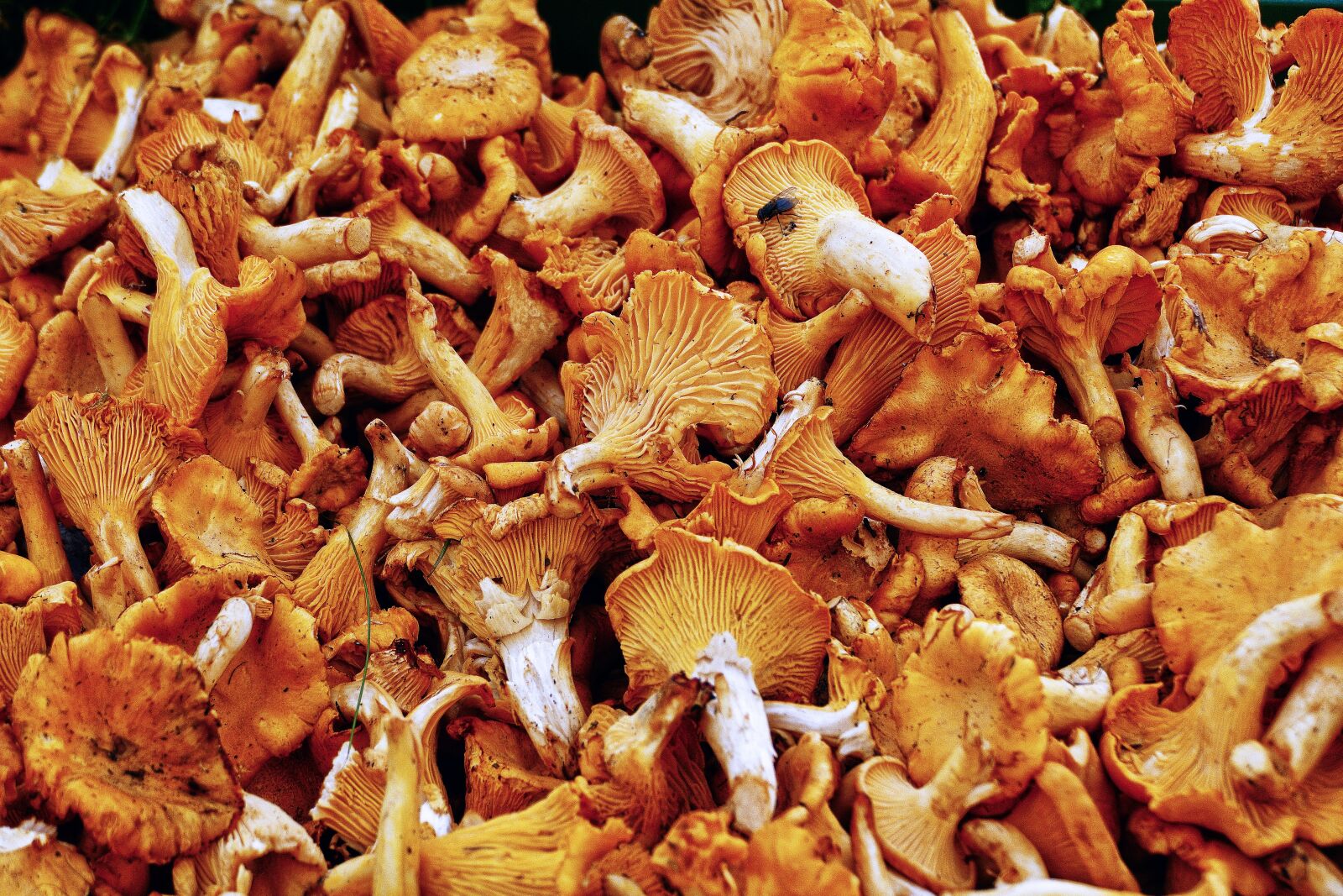 Panasonic Lumix DMC-FZ1000 sample photo. Mushroom, pfiffer, chanterelle photography