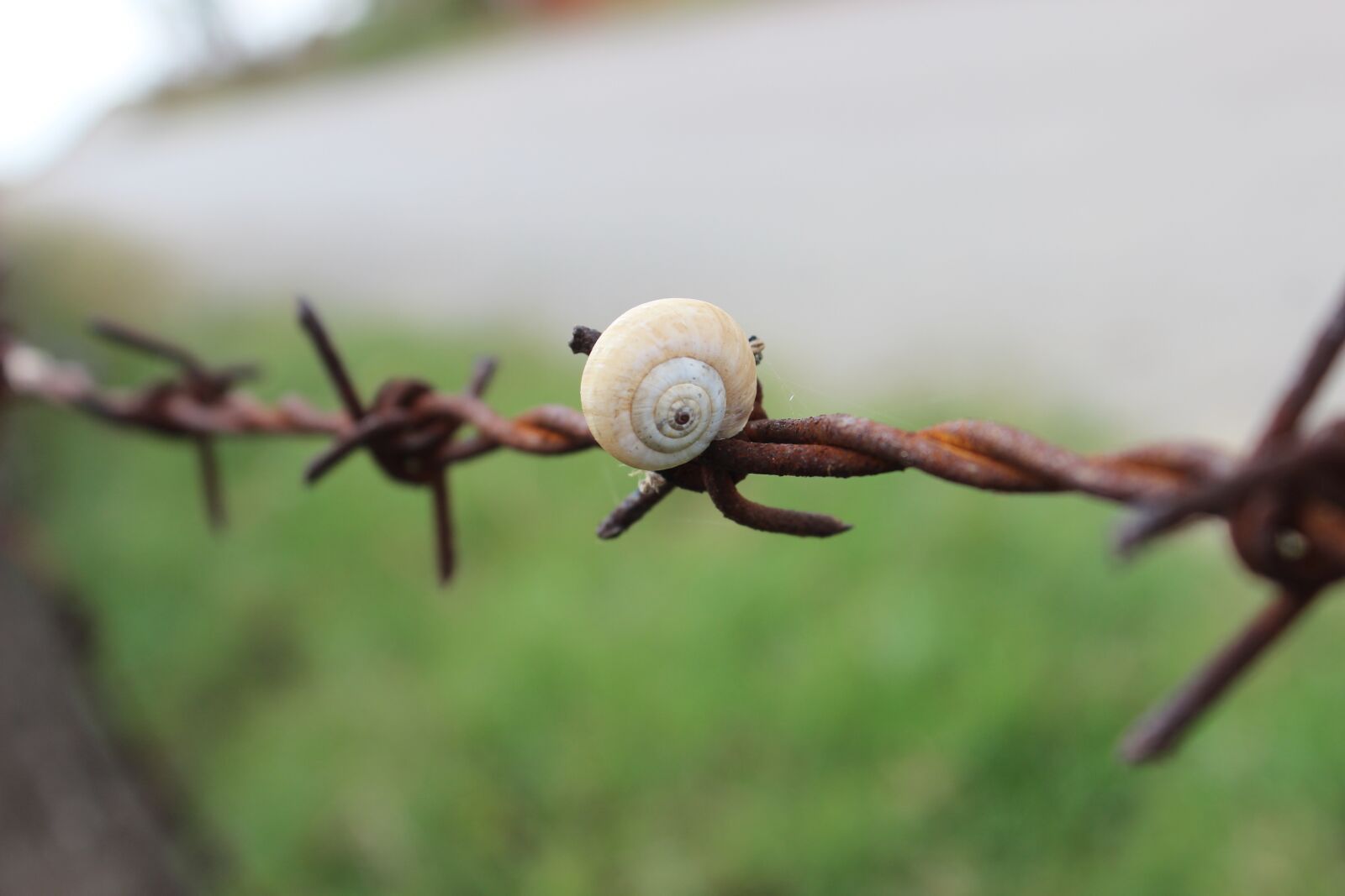 Canon EOS 600D (Rebel EOS T3i / EOS Kiss X5) sample photo. Snails, wire, village photography