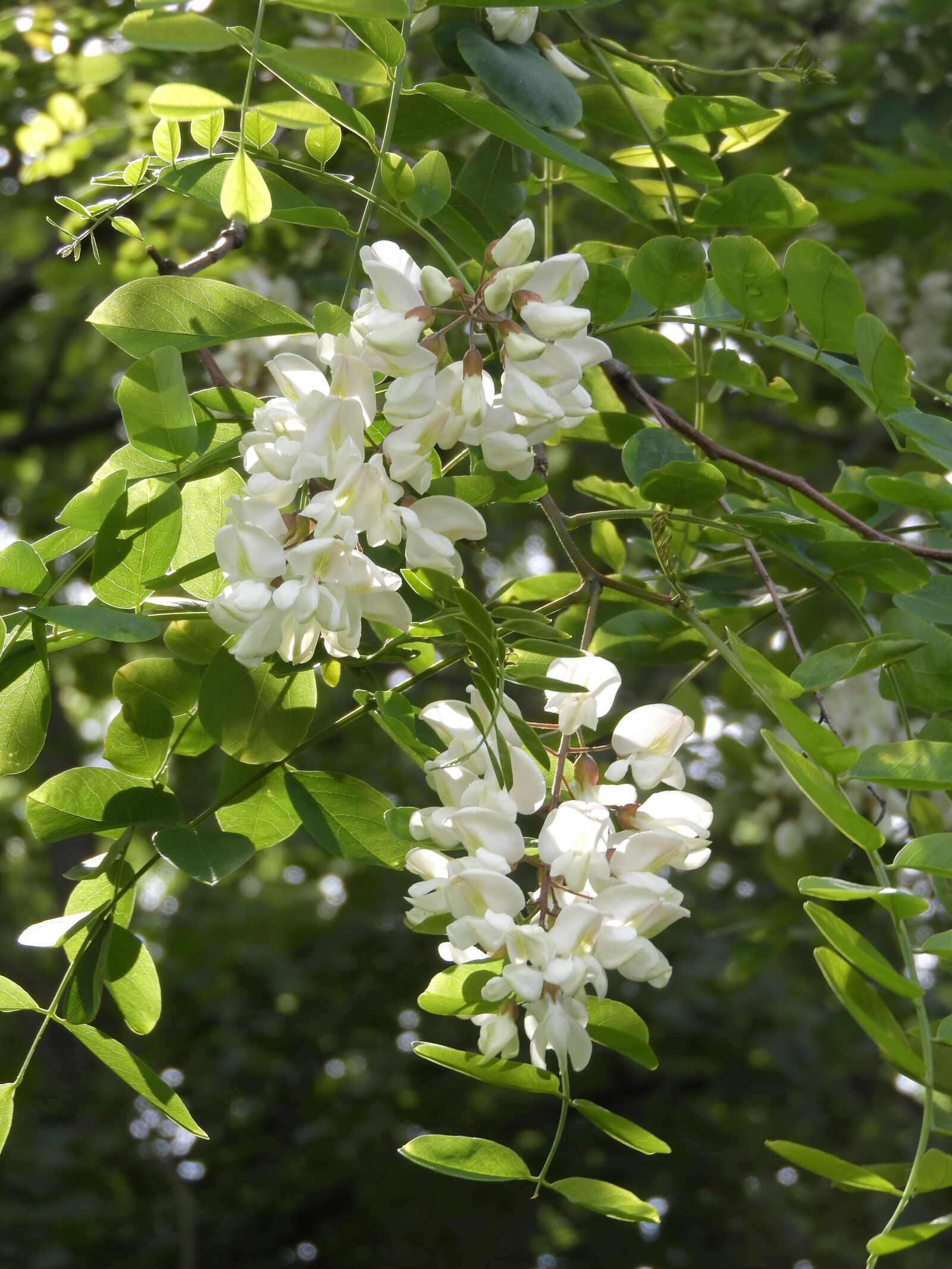 Nikon Coolpix P610 sample photo. Black locust, robinia pseudoacacia photography