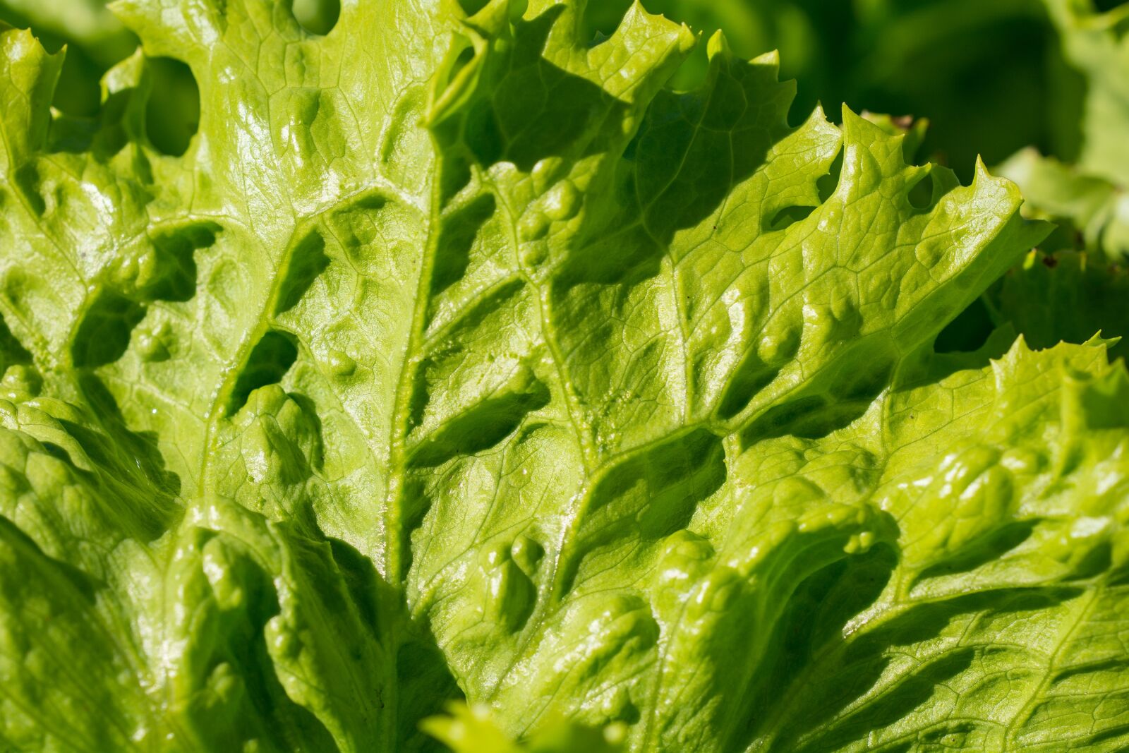 Nikon D7100 sample photo. Salad, iceberg lettuce, lettuce photography