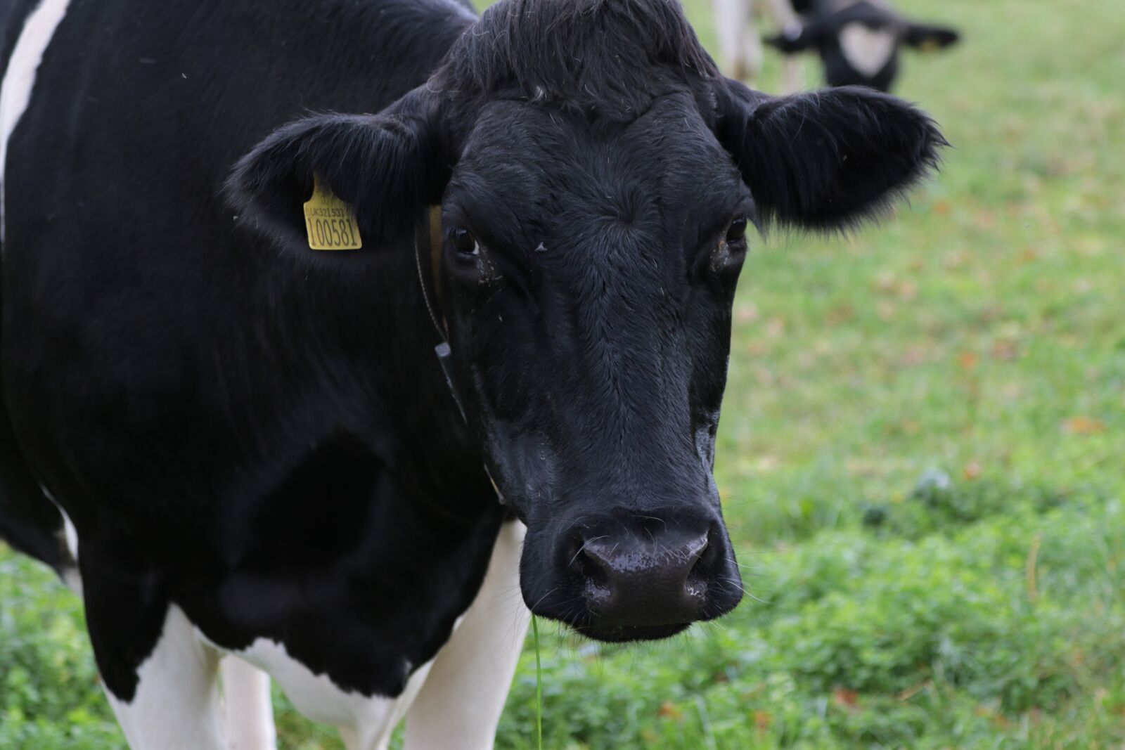 Canon EOS 7D Mark II sample photo. Cow, milk, farm photography