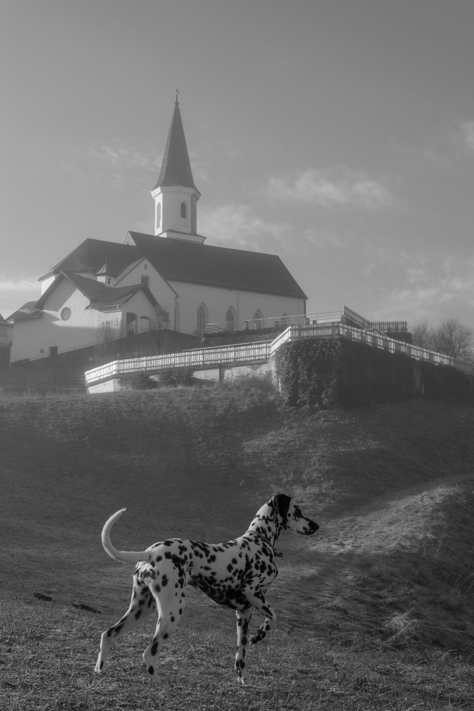 Nikon D5300 sample photo. Church, dog, dalmatians photography