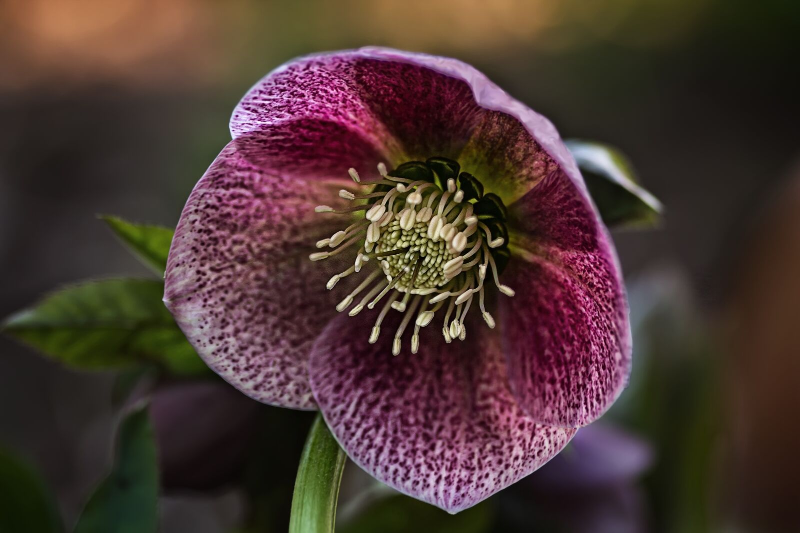 Canon EOS 60D sample photo. Nature, flowers, christmas rose photography