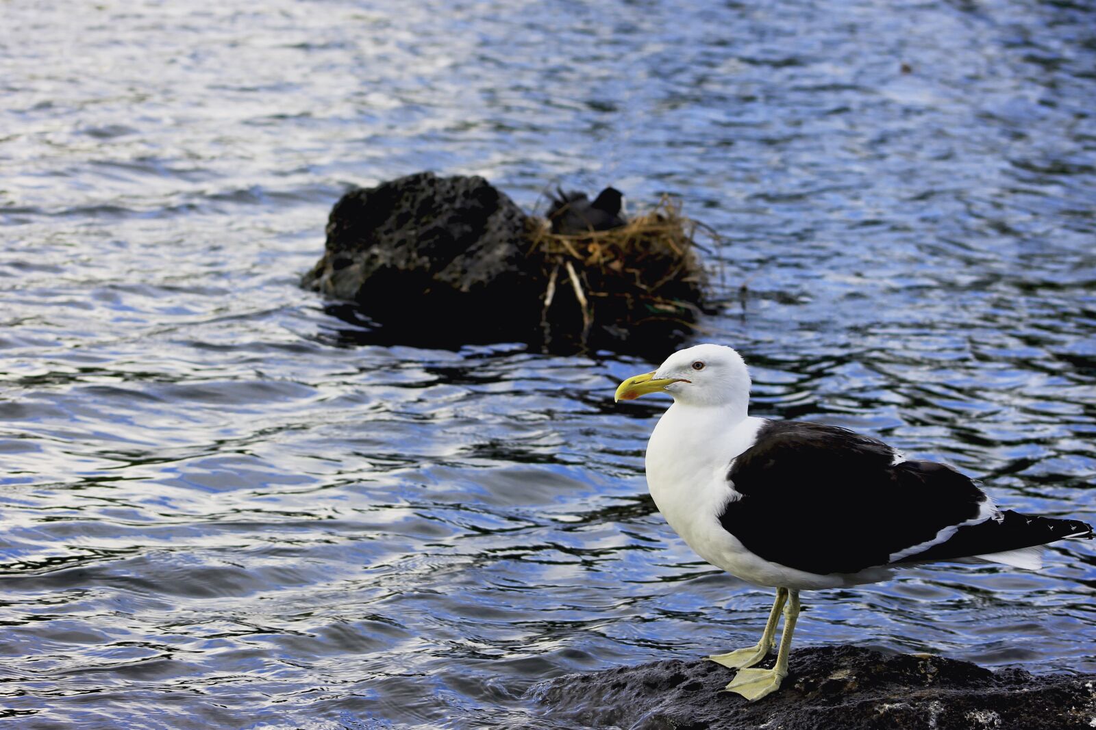 Canon EF75-300mm f/4-5.6 sample photo. Birds in new zealand photography