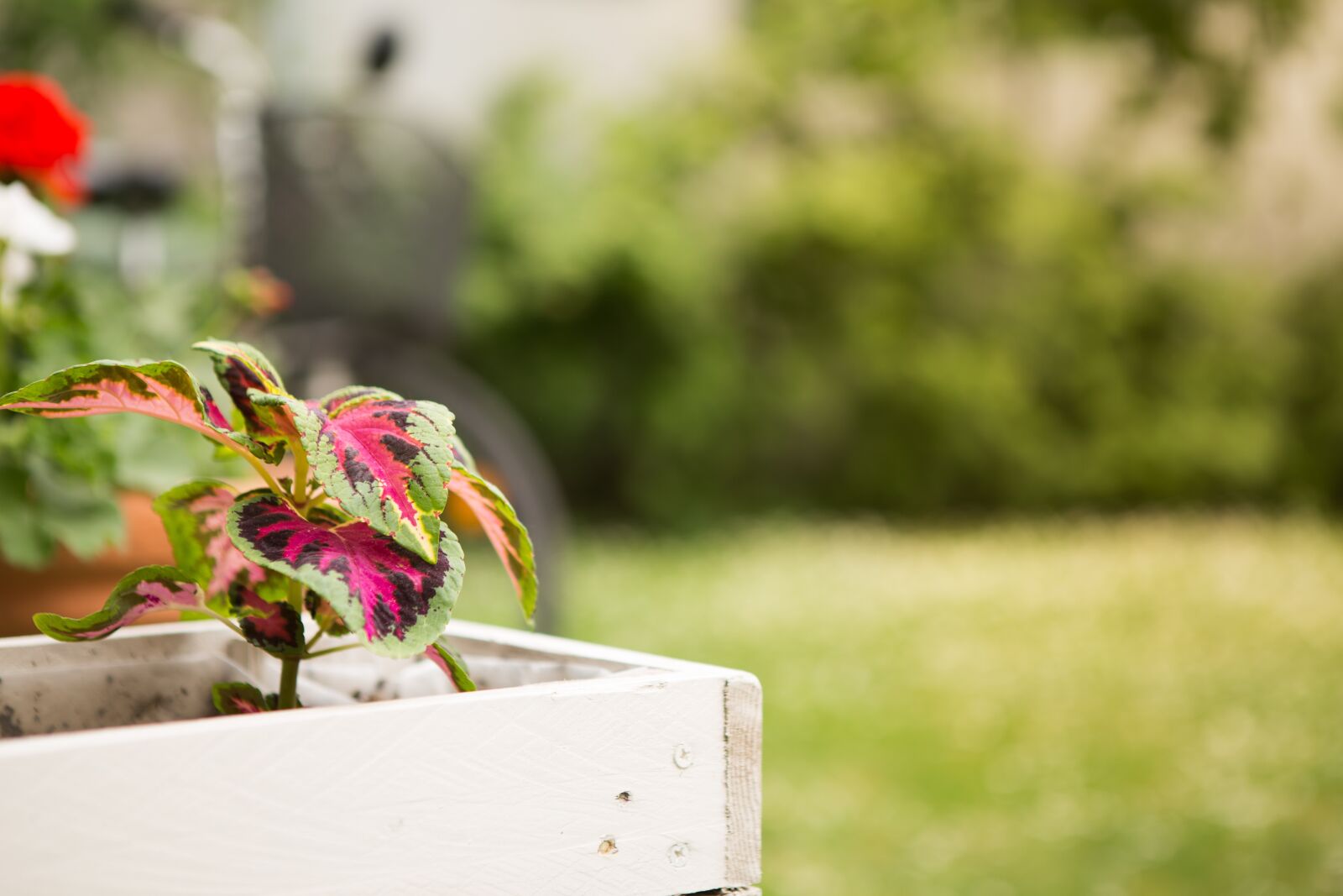 Canon EOS 6D + Canon EF 24-70mm F2.8L USM sample photo. Flowers, garden, flower pot photography