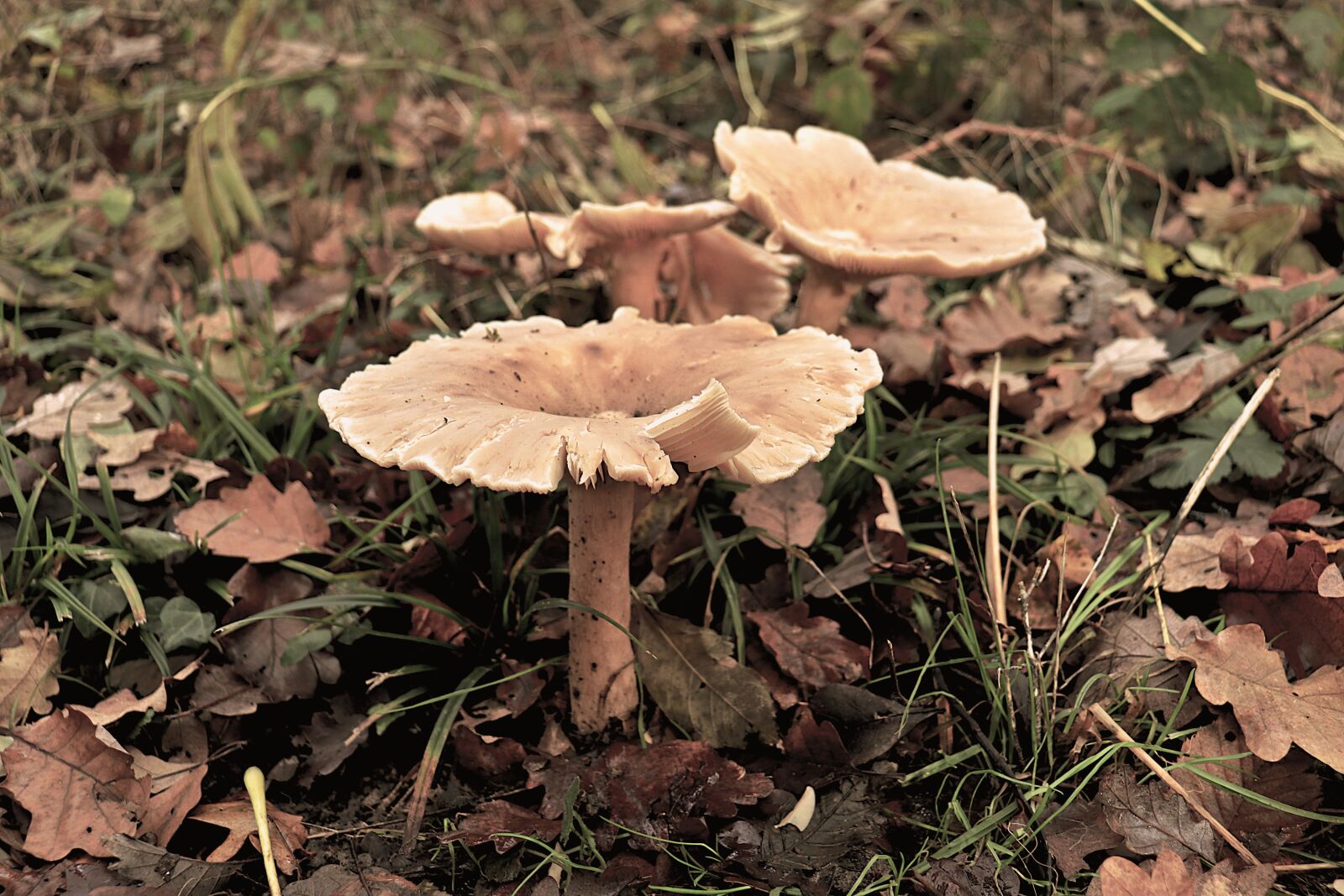 Canon EOS 800D (EOS Rebel T7i / EOS Kiss X9i) sample photo. Mushrooms, plants, fall photography