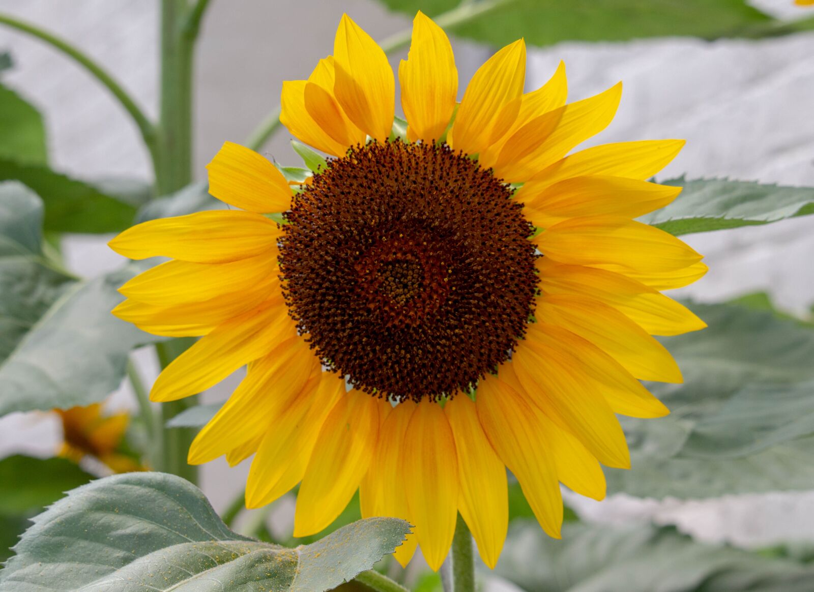 Canon EOS 700D (EOS Rebel T5i / EOS Kiss X7i) sample photo. Sunflower, plants, trees photography