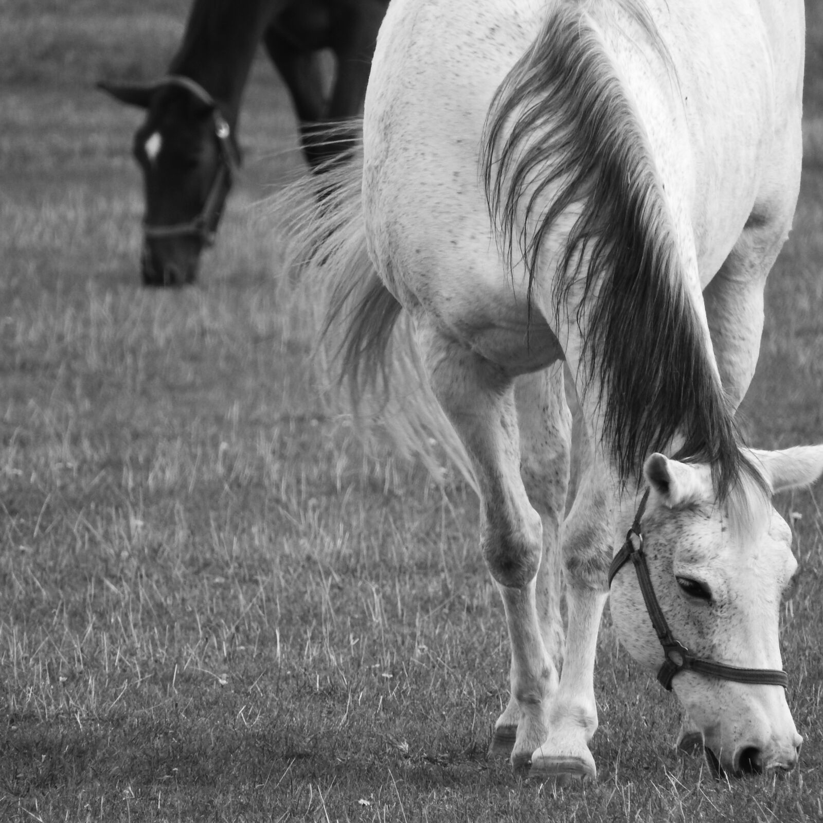 Nikon Coolpix P610 sample photo. Grazing horses, the white photography