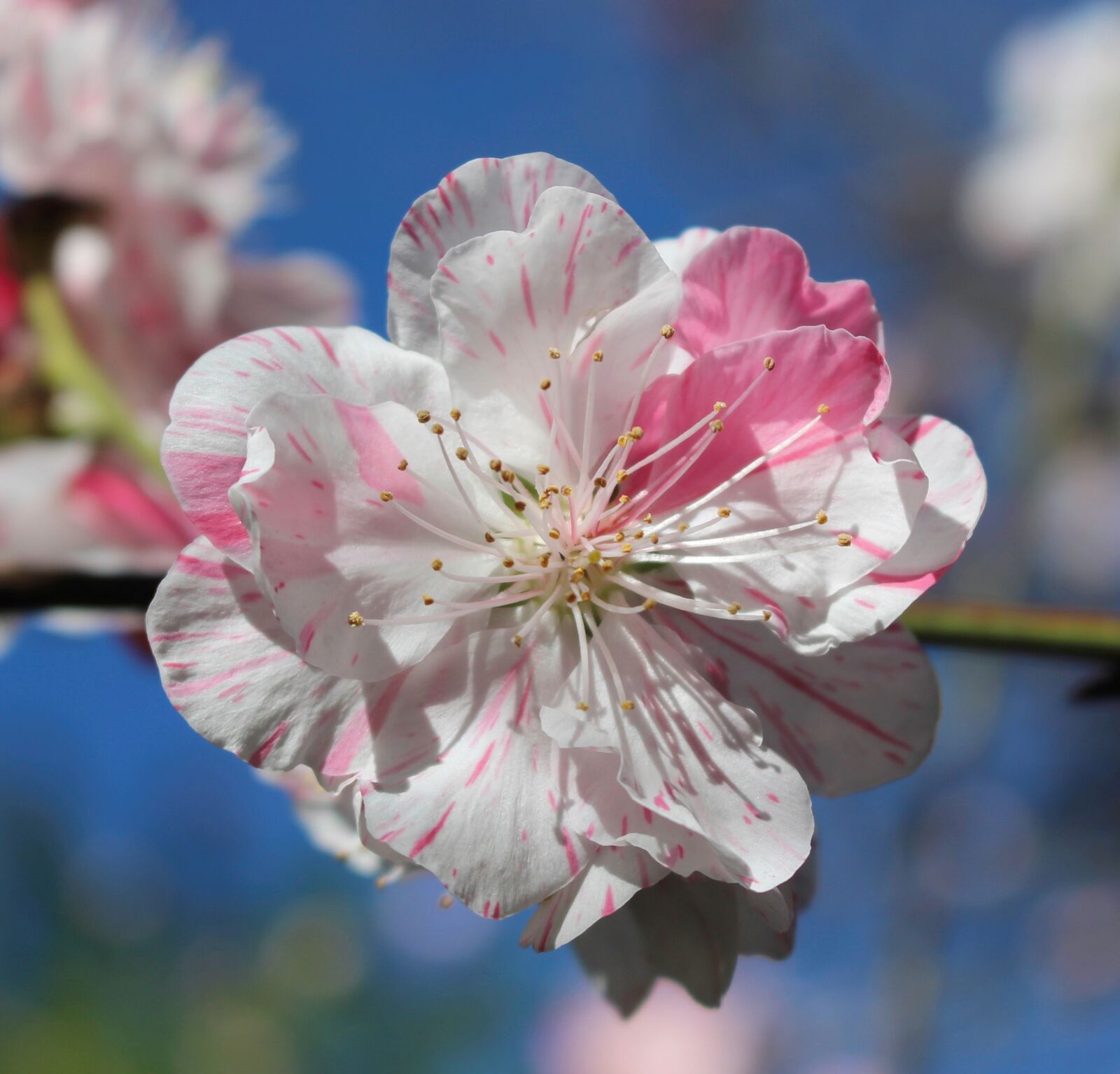 Canon EOS 700D (EOS Rebel T5i / EOS Kiss X7i) sample photo. Fruit tree, blossom, ornamental photography