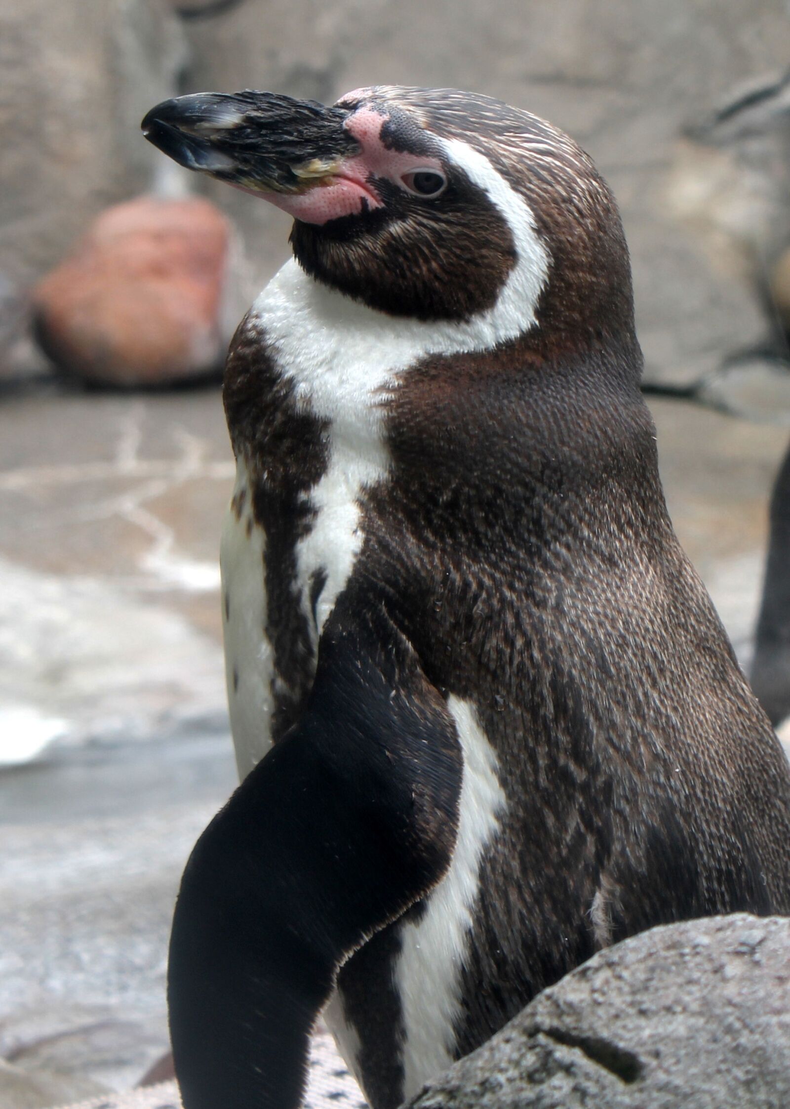 Canon EOS 1100D (EOS Rebel T3 / EOS Kiss X50) sample photo. Penguin, zoo, bird photography