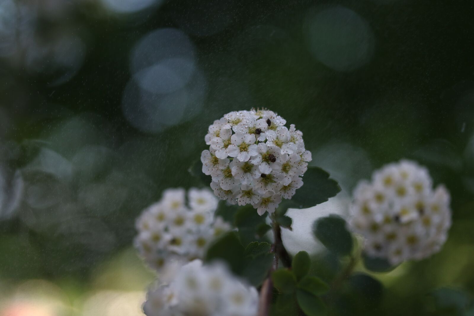 Canon EF-S 60mm F2.8 Macro USM sample photo. Flower, tree, spring photography