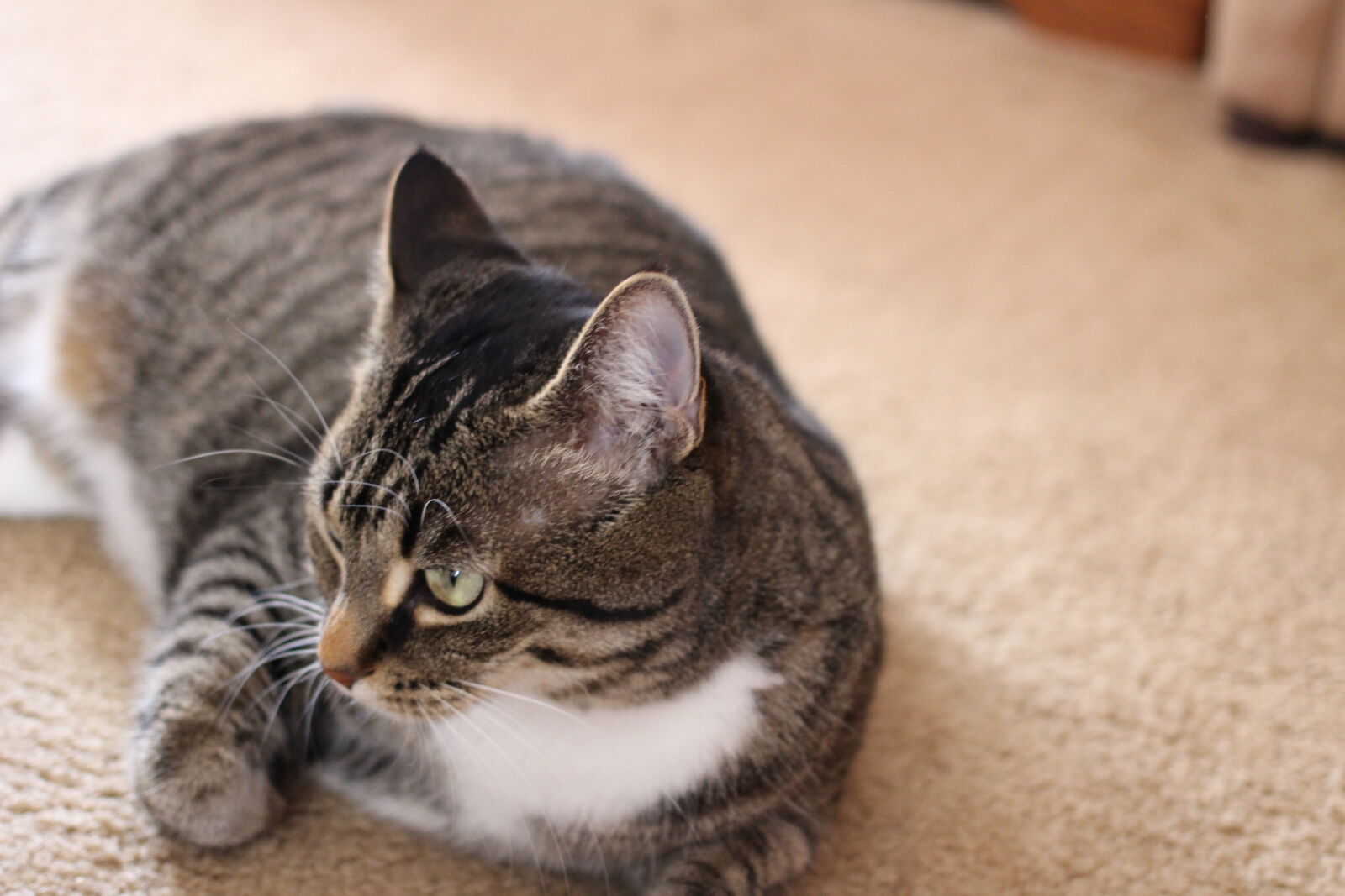 Canon EOS 100D (EOS Rebel SL1 / EOS Kiss X7) + Canon EF 40mm F2.8 STM sample photo. Cat, laying, down, cat photography