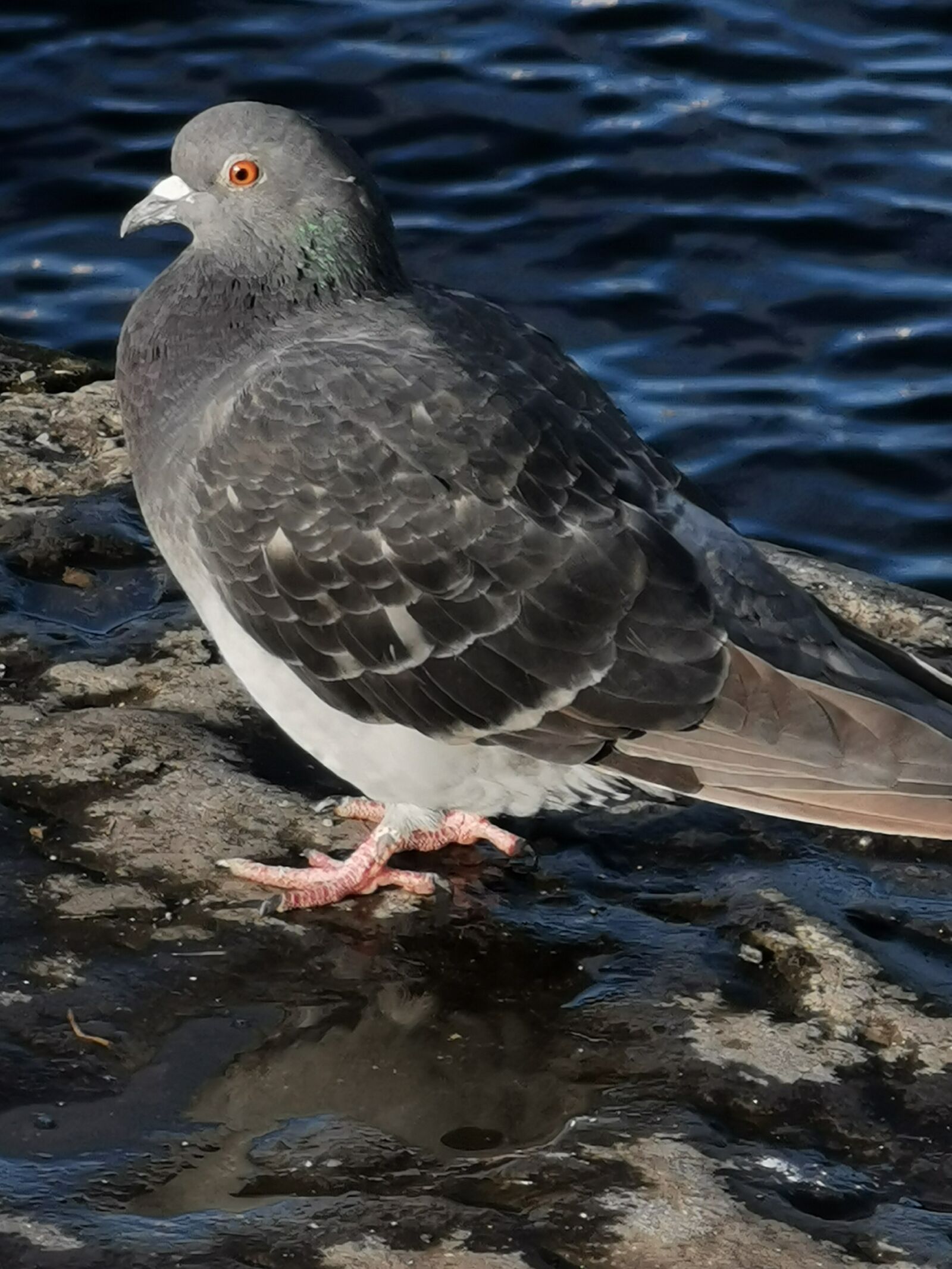 HUAWEI P30 Pro sample photo. Pigeon, dove, bird photography