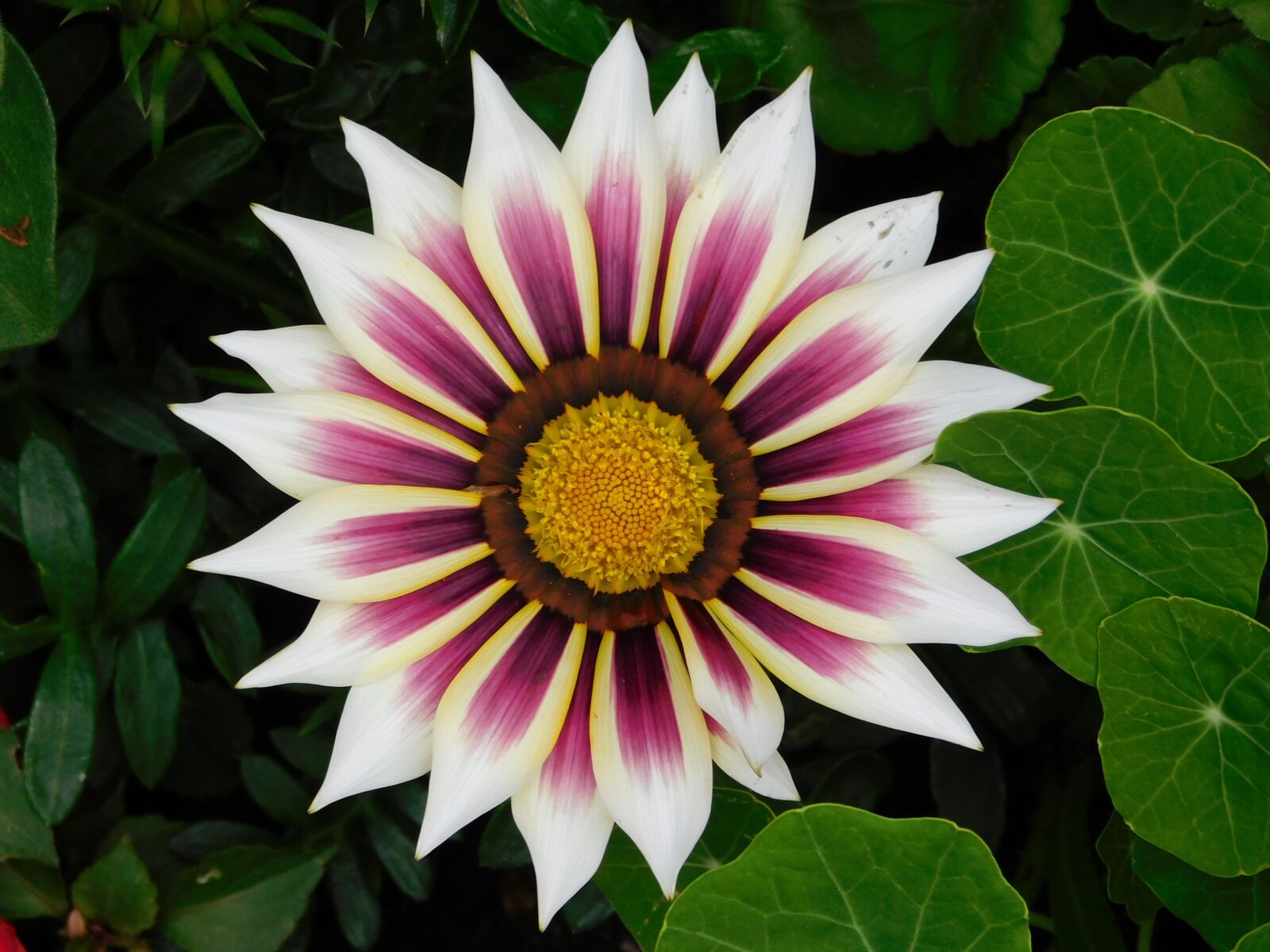Nikon Coolpix L840 sample photo. Flower, gazinia, petals photography