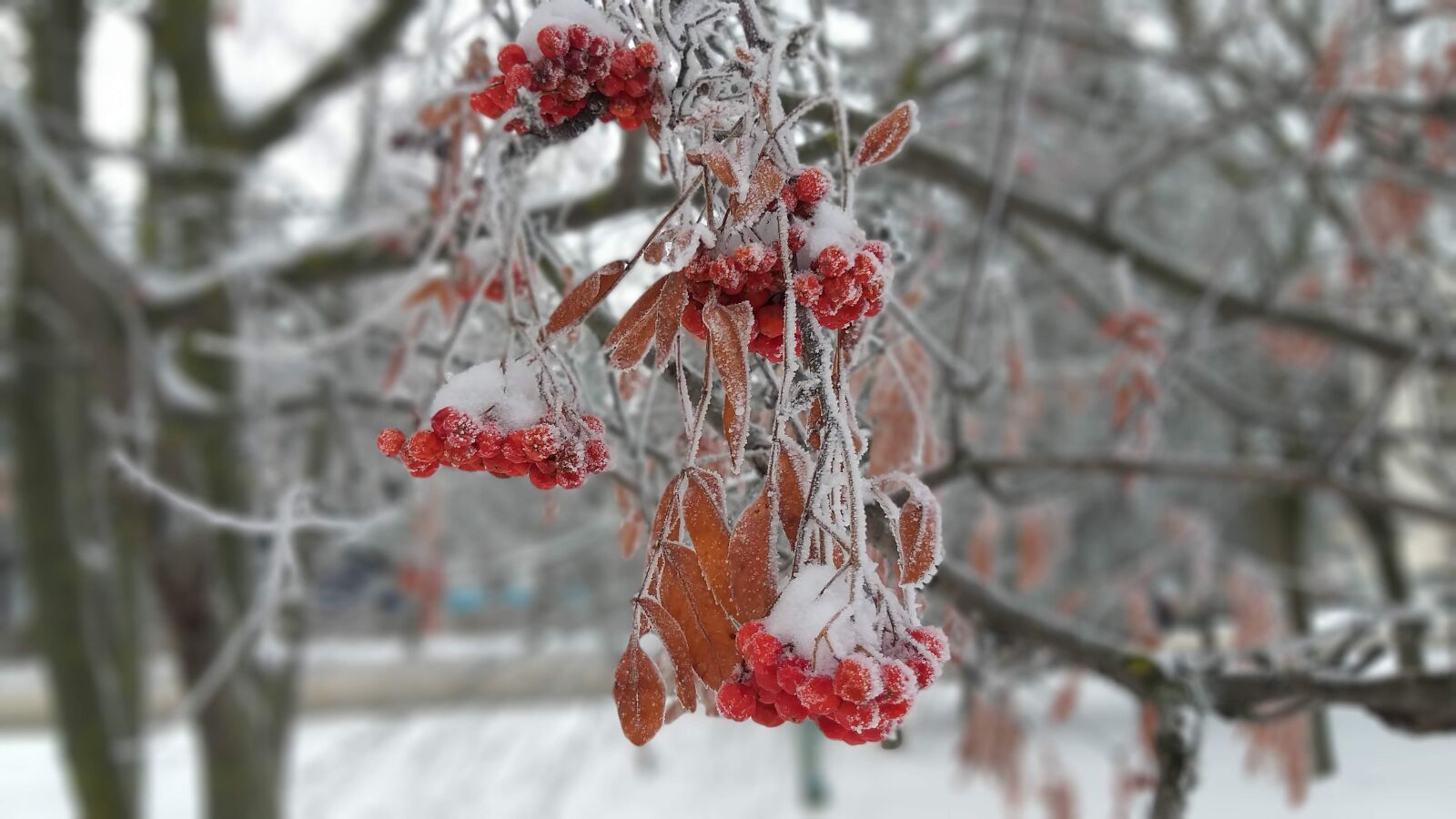 Samsung SM-A605FN sample photo. Rowan, winter, nature photography