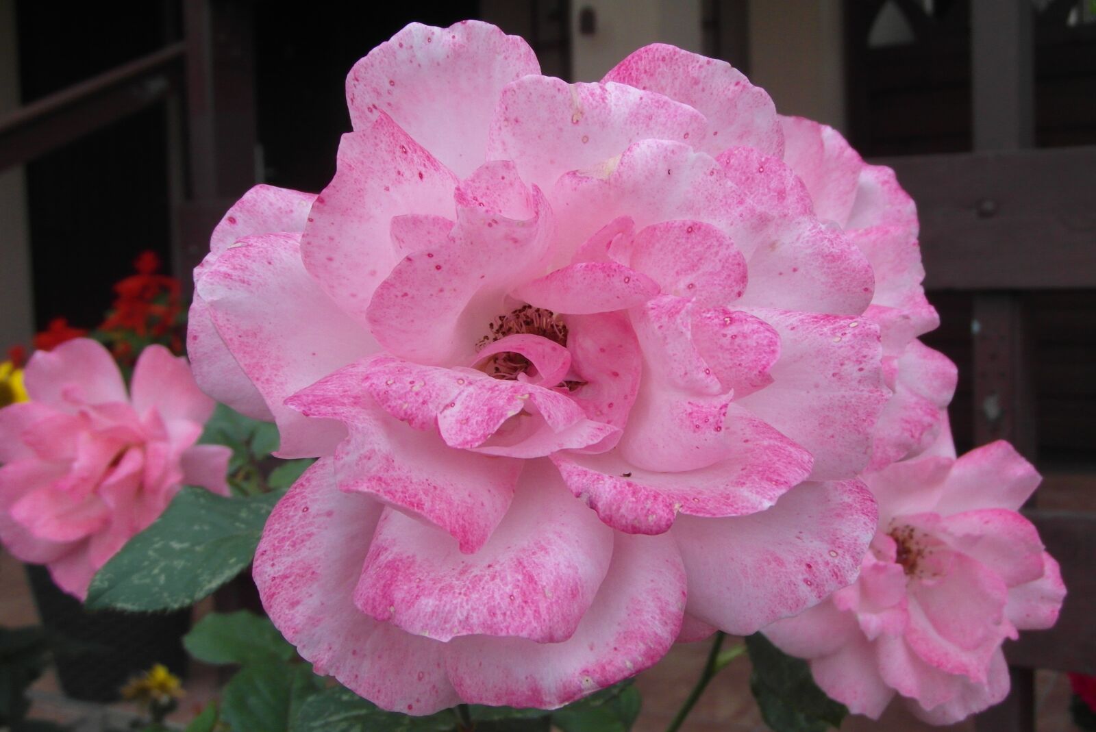 Samsung WB750 sample photo. Rose, flower, pink photography