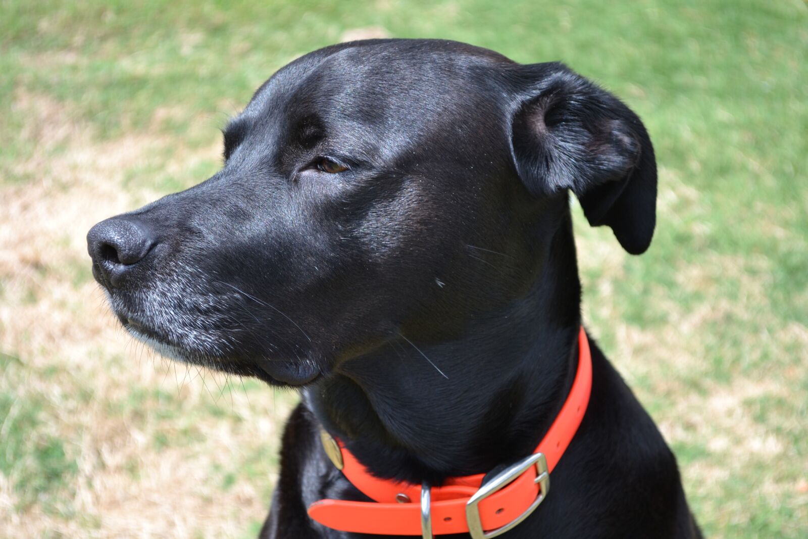 Nikon D3100 sample photo. Dog, black dog, pet photography