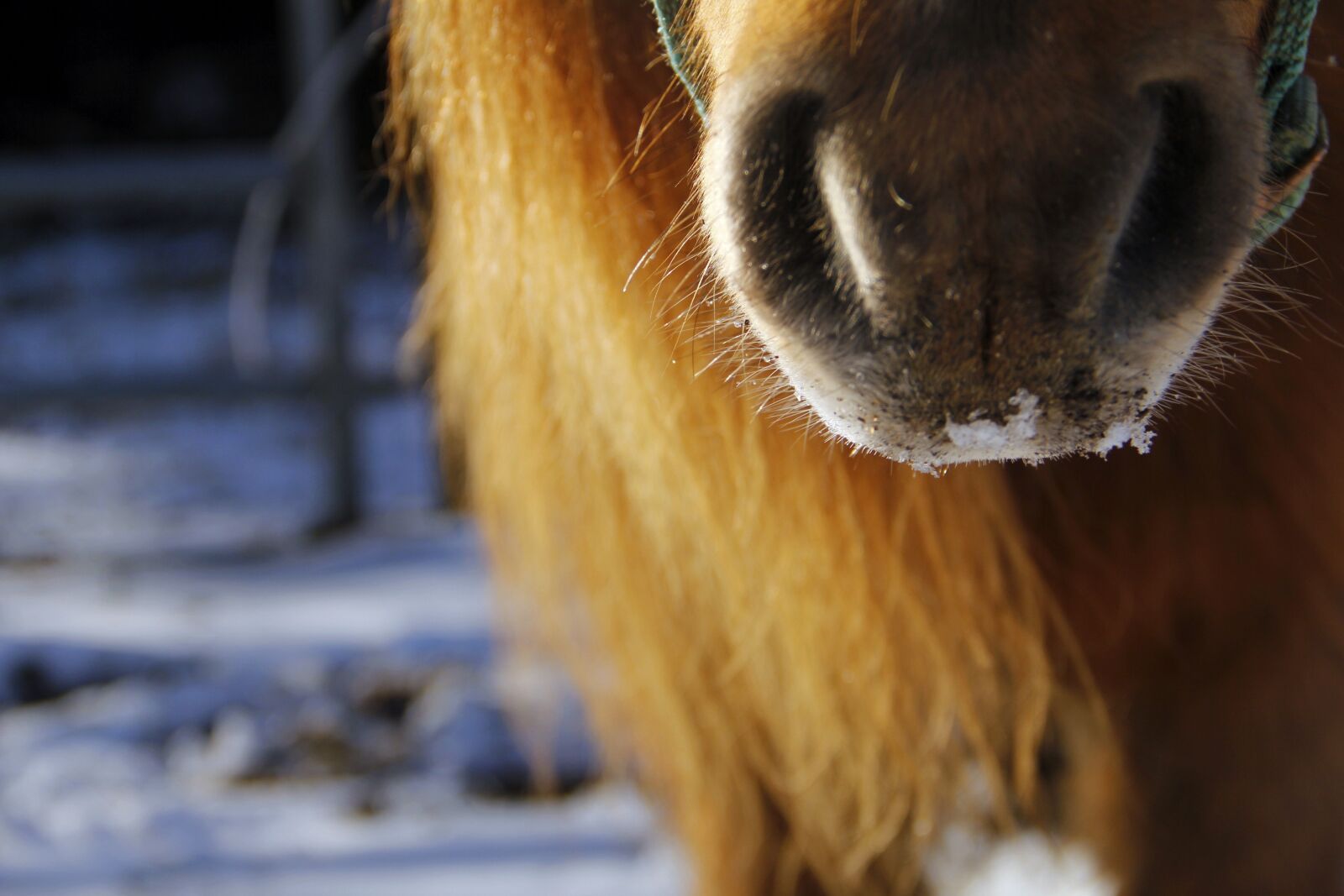 Canon EOS 60D sample photo. Pony, nose, snow photography