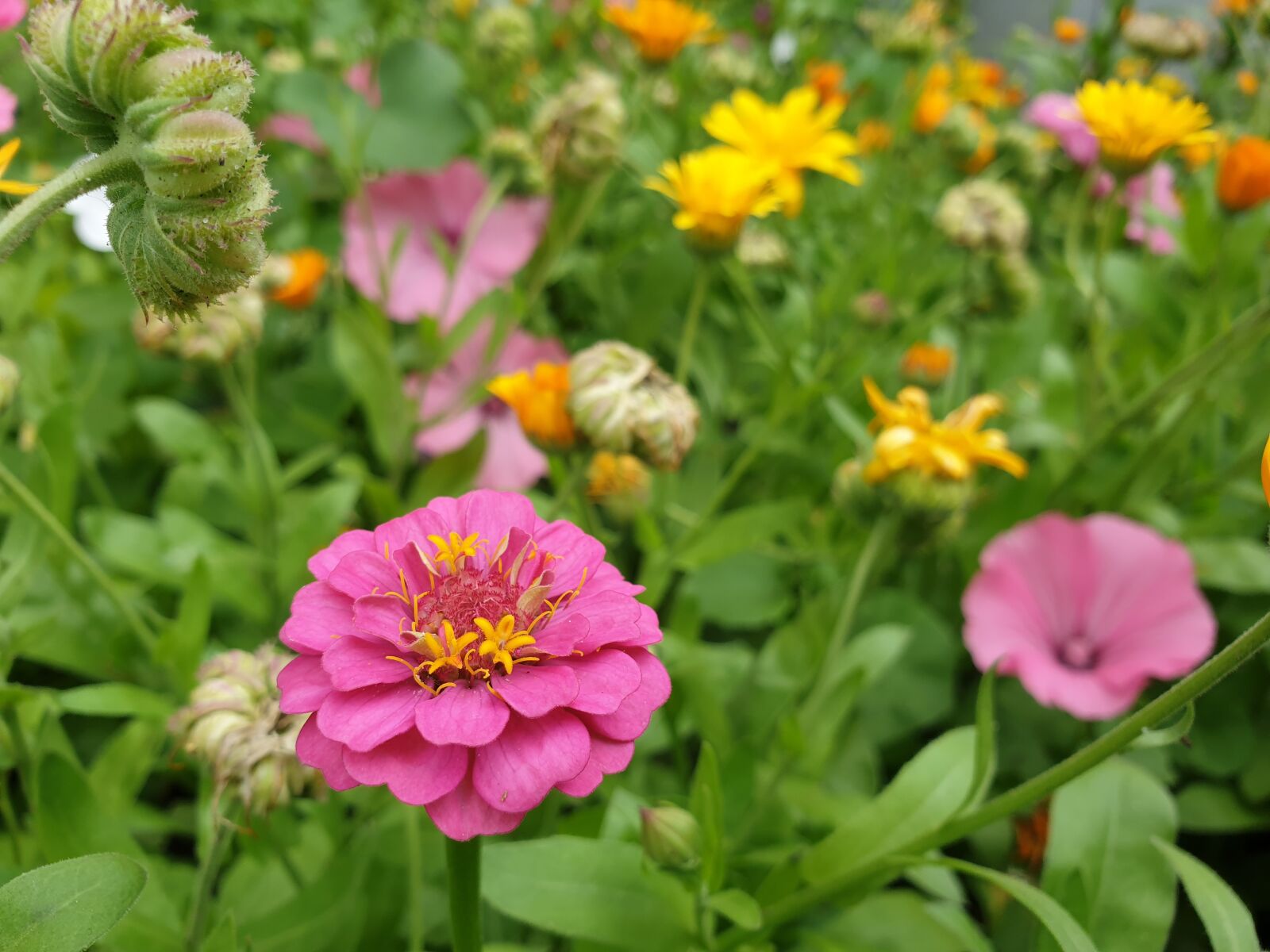 Samsung Galaxy S9+ sample photo. Flowers, nature, bloom photography