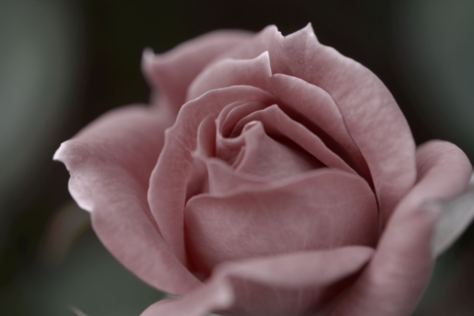 Nikon D7100 sample photo. Rose, bloom, pink photography