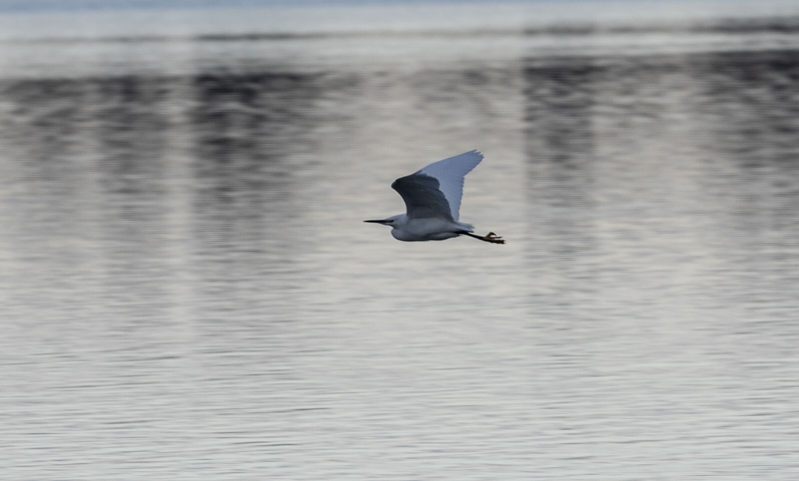 Canon EOS 7D Mark II + Canon EF 70-200mm F4L USM sample photo. Egret in flight, flying photography