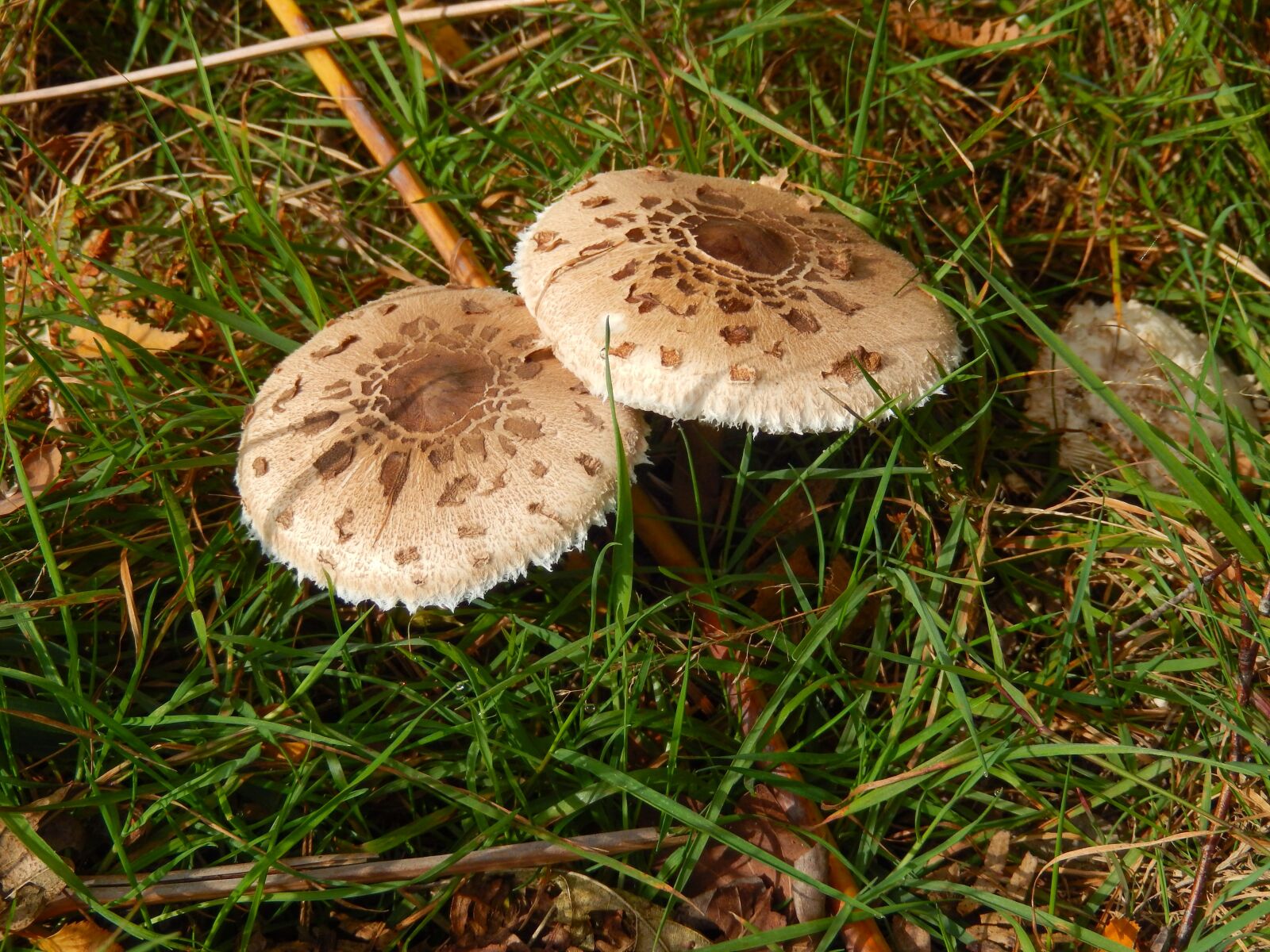 Nikon Coolpix S9500 sample photo. Macrolepiota procera, parasol, giant photography