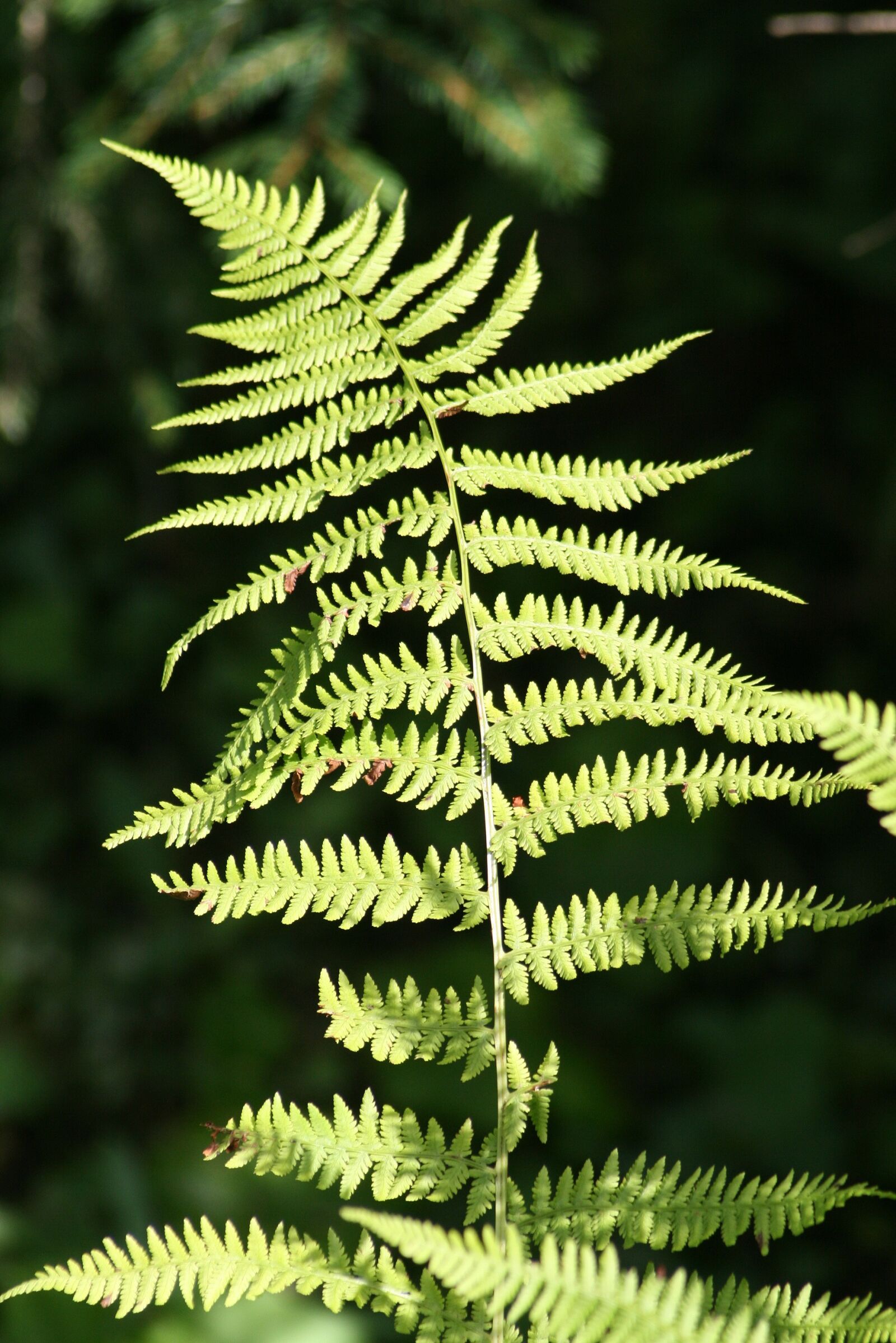 Canon EOS 400D (EOS Digital Rebel XTi / EOS Kiss Digital X) sample photo. Forest, woodland plant, fern photography