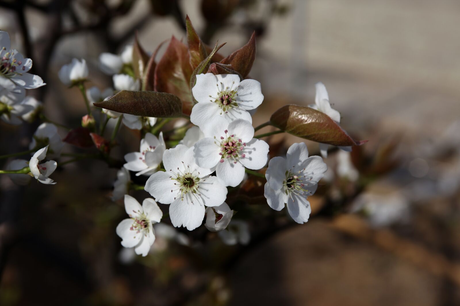 Canon EOS 5D Mark II sample photo. Flowers, wood, quarter photography