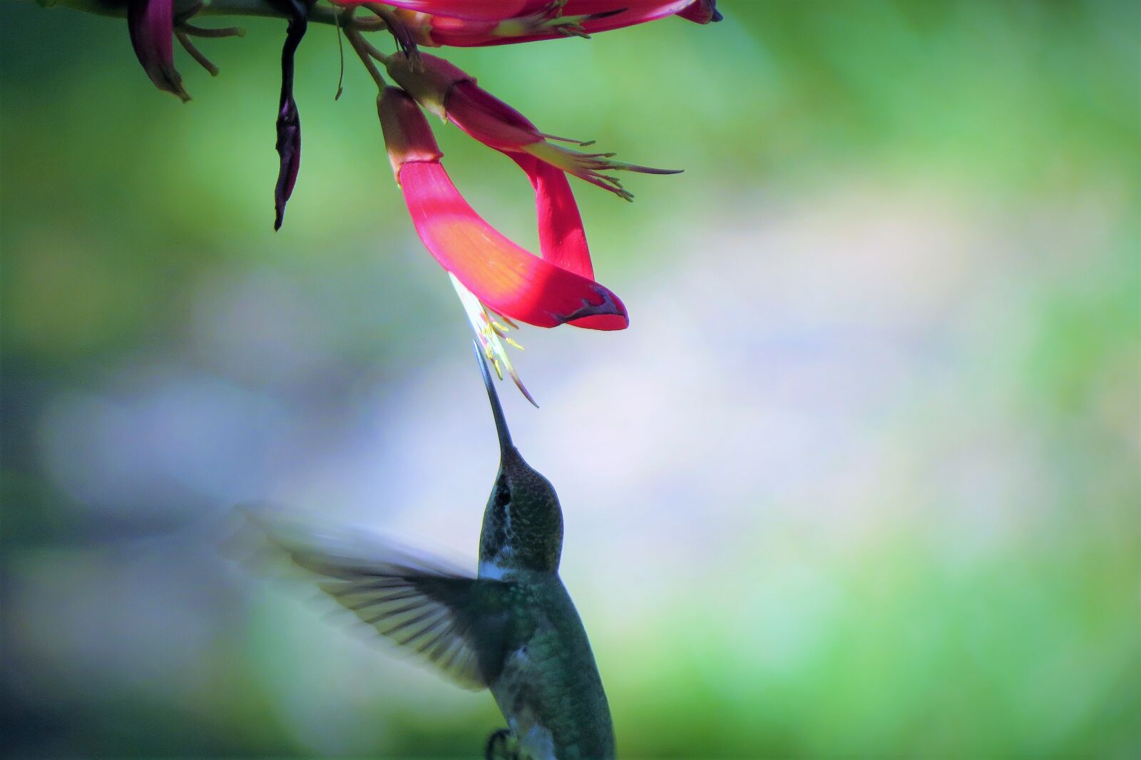 Canon PowerShot SX50 HS sample photo. Bird, hummingbird, red flower photography