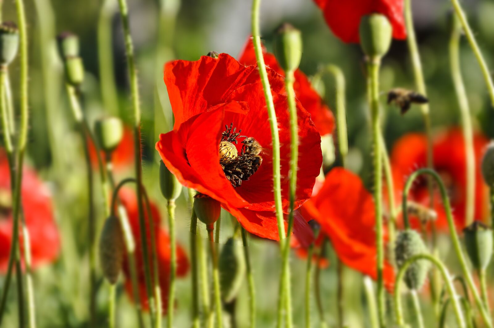 Nikon D90 sample photo. Flowers, poppy, green photography