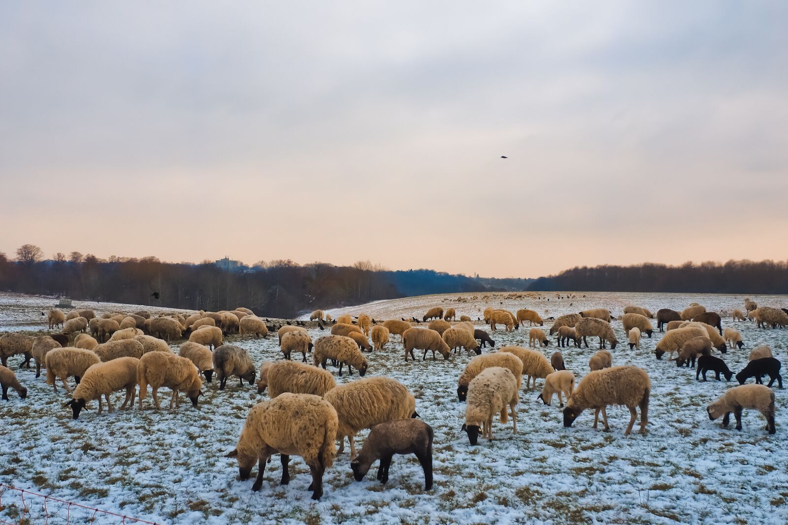 Olympus OM-D E-M10 sample photo. Sheep, animals, lamb photography