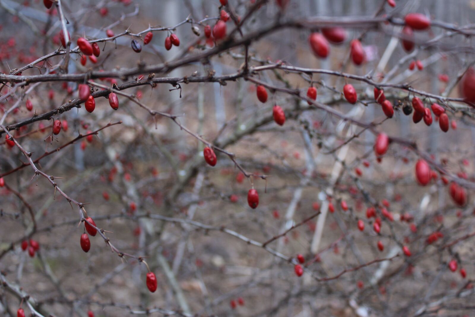 Canon EOS 1200D (EOS Rebel T5 / EOS Kiss X70 / EOS Hi) sample photo. Berries, red, winter photography