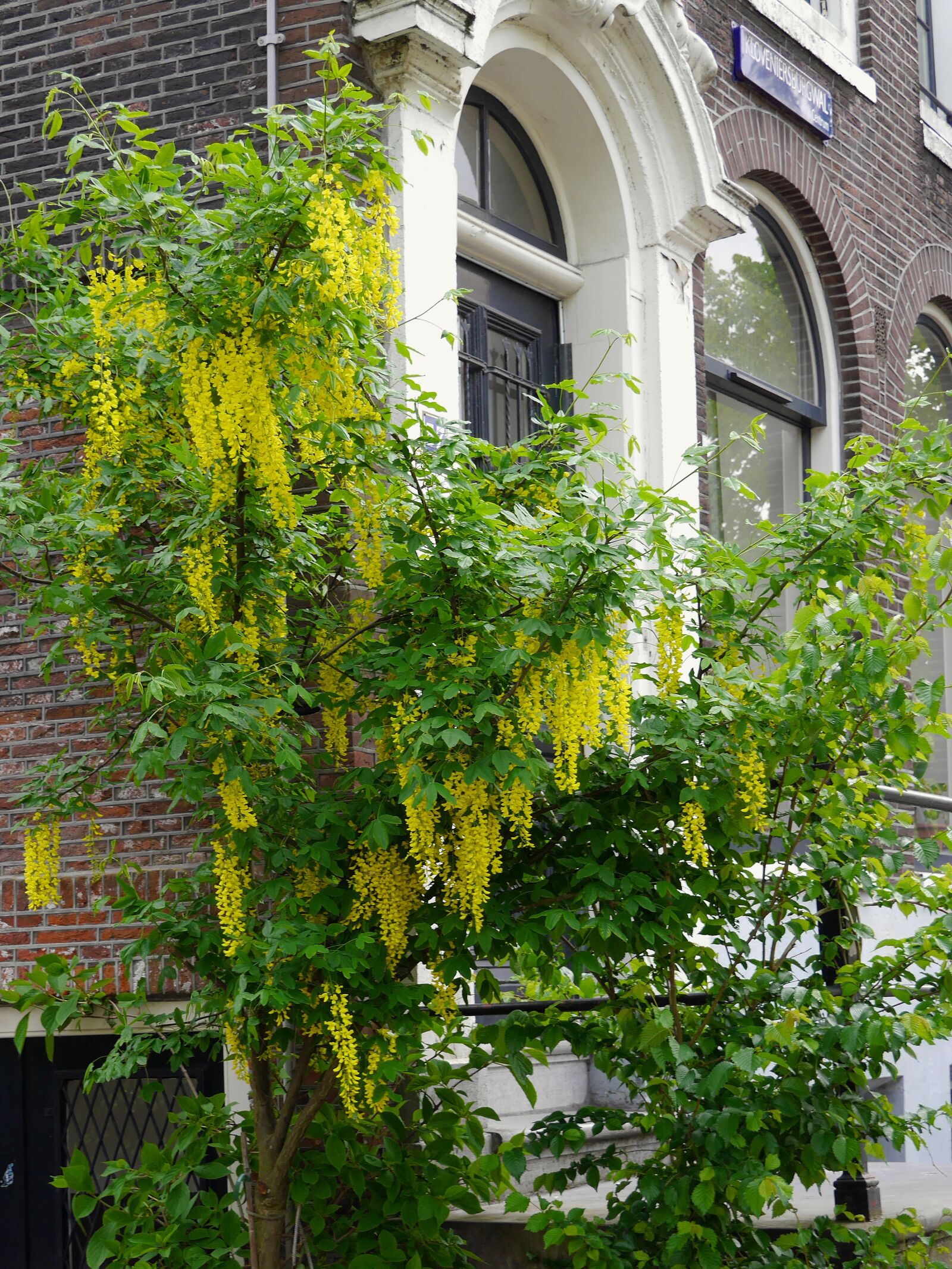 Panasonic Lumix DMC-GF6 sample photo. Golden rain, tree, nature photography