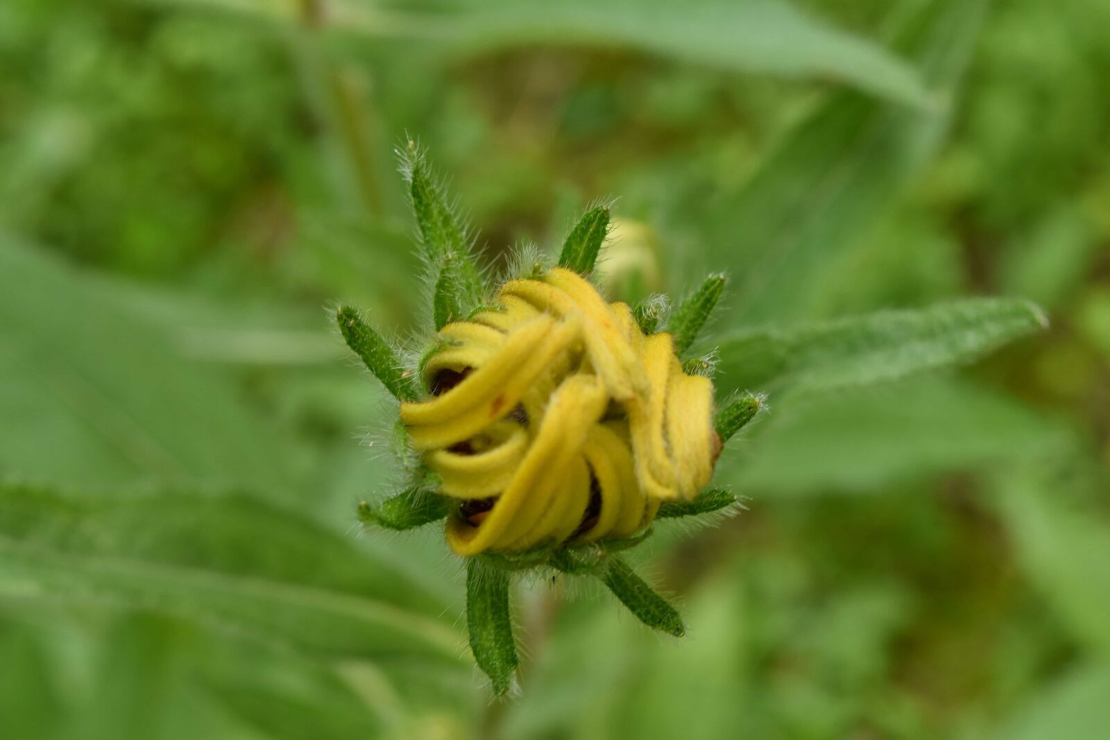 Nikon D5500 sample photo. Flower bud, flower garden photography
