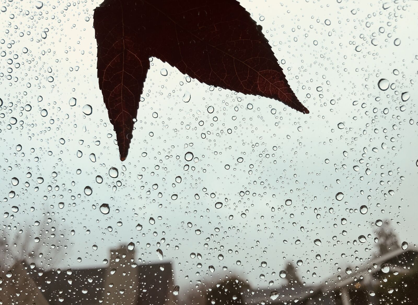 iPhone 7 back camera 3.99mm f/1.8 sample photo. Leaf, autumn, rain photography