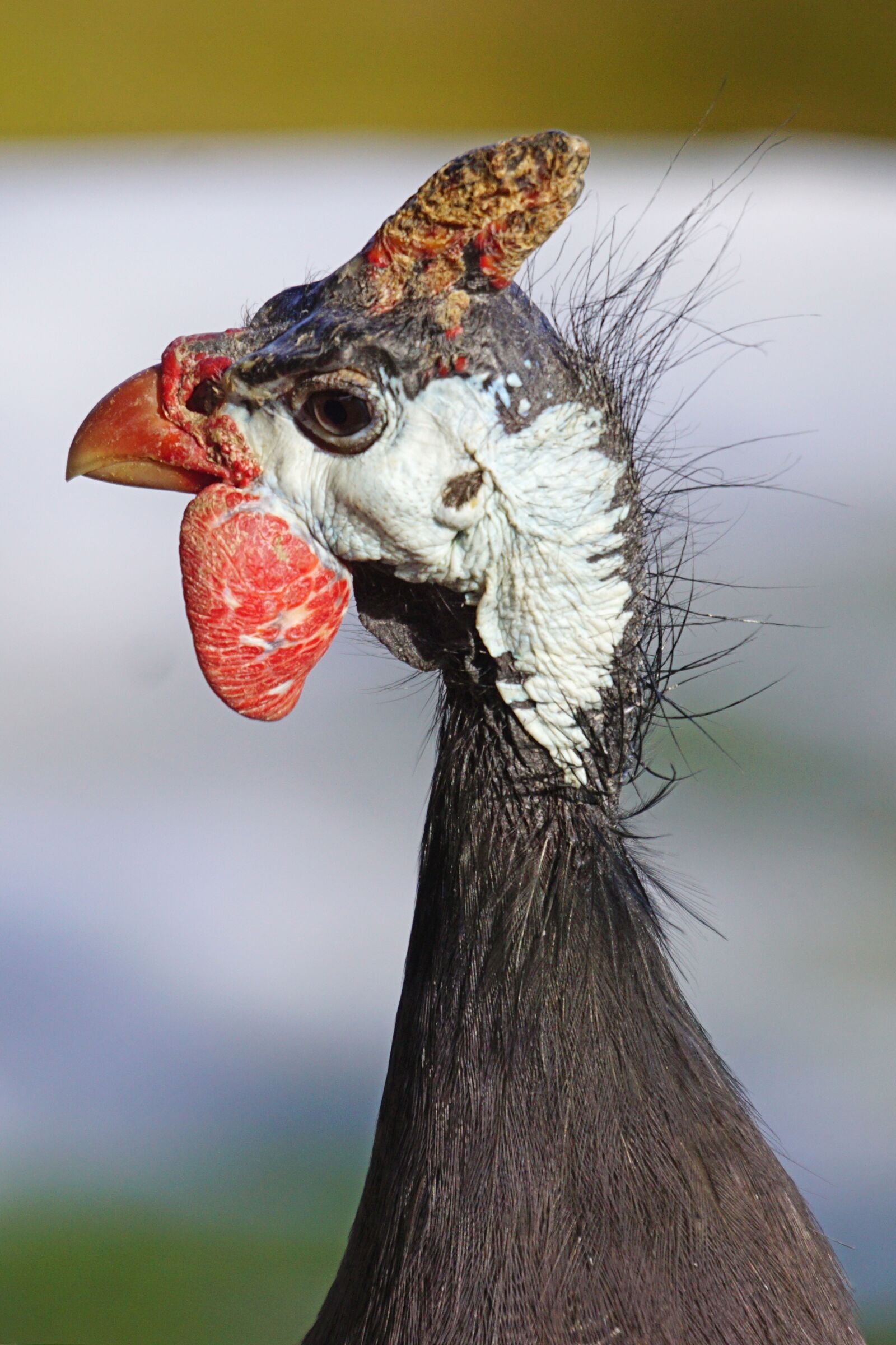 Sony ILCA-77M2 + Sony 70-400mm F4-5.6 G SSM sample photo. Guinea fowl, portrait, species photography