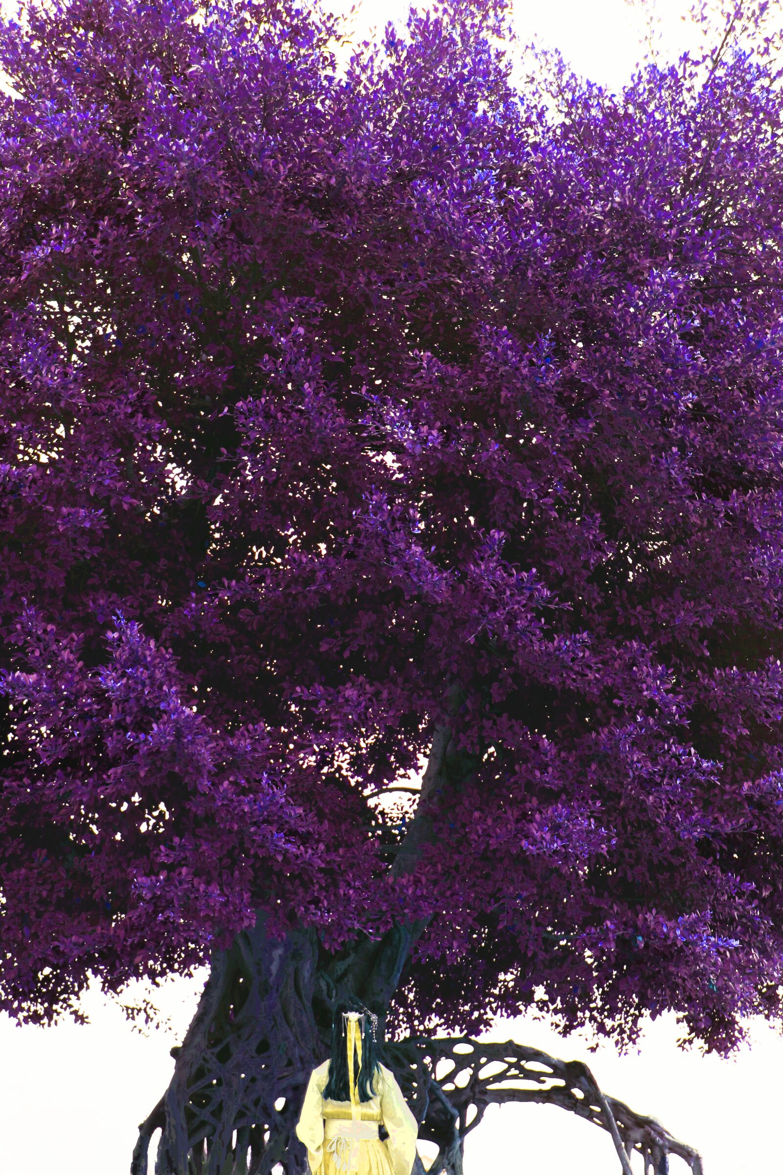 Canon EOS 70D + Canon EF 24-105mm F4L IS USM sample photo. Fantasy, purple, trees photography