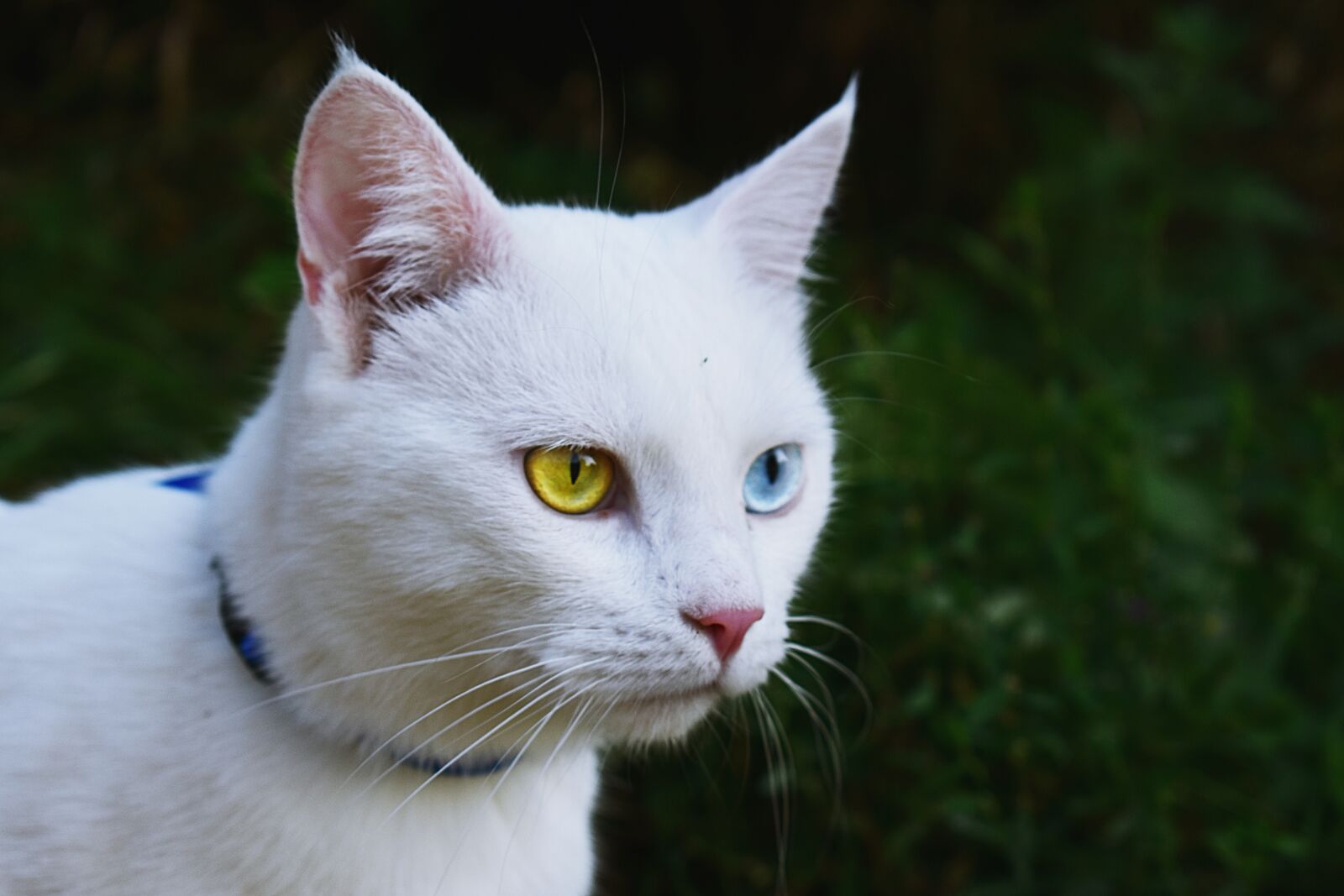 Nikon D3400 sample photo. Cat, white, heterochromia photography