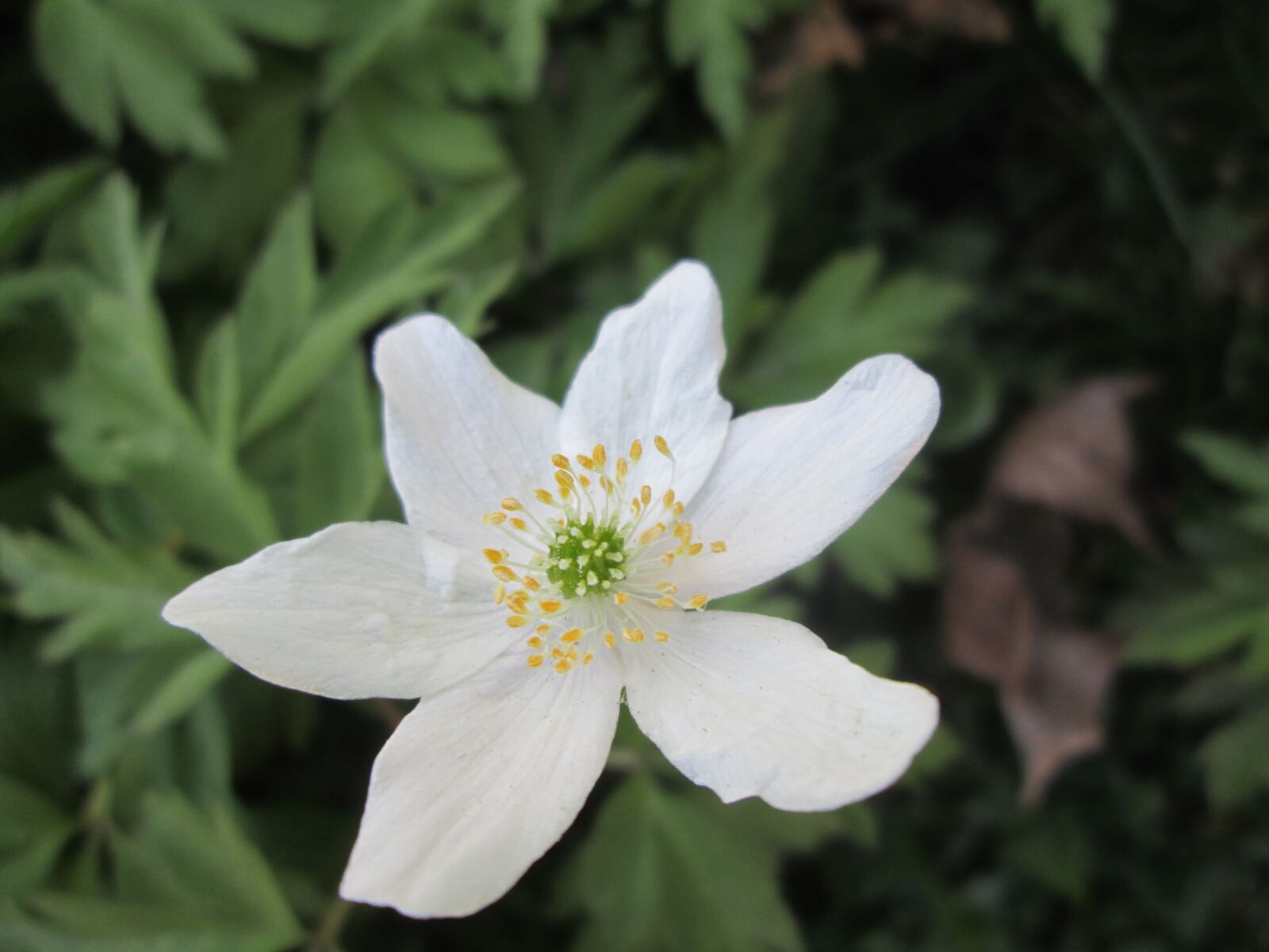 Canon POWERSHOT A2600 sample photo. Wood anemone, spring, anemones photography